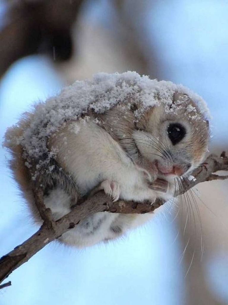 Animal Flying Squirrel (768x1024) Wallpaper