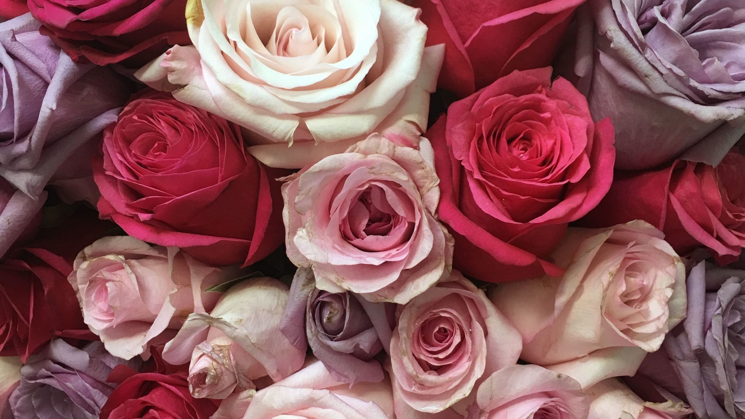 Desktop Wallpaper Roses, Bouquet, Flowers, 4k, HD Image, Picture, Background, 4601b1