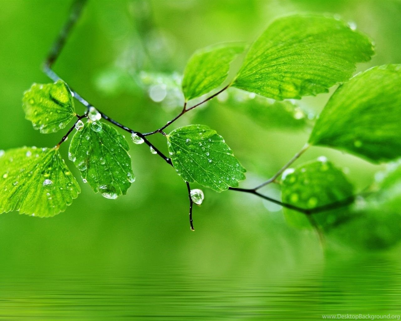 Green Theme Background, Drops Of Water On The Leaves Wallpaper. Desktop Background