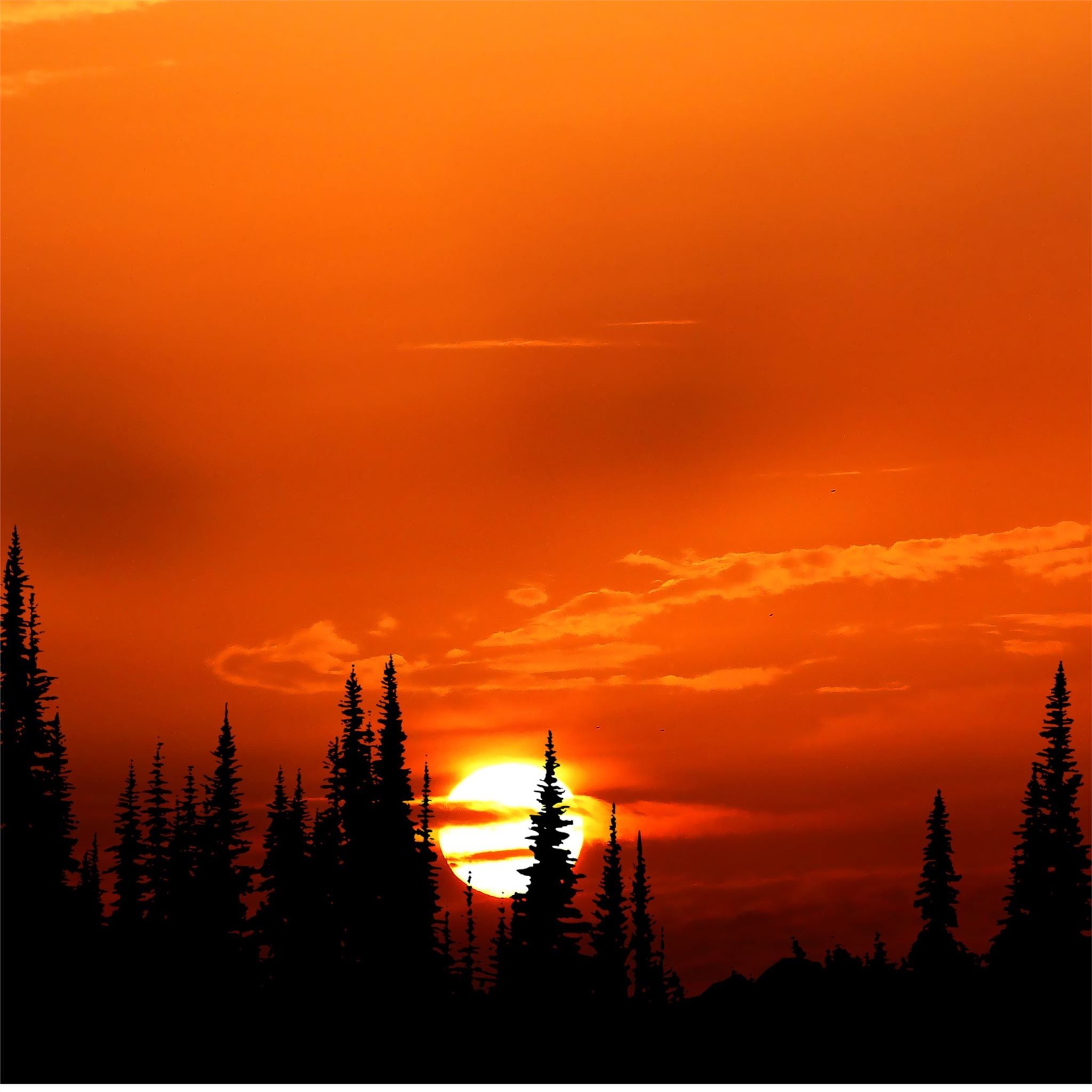 sunset orange forest 4k iPad Air Wallpaper Free Download