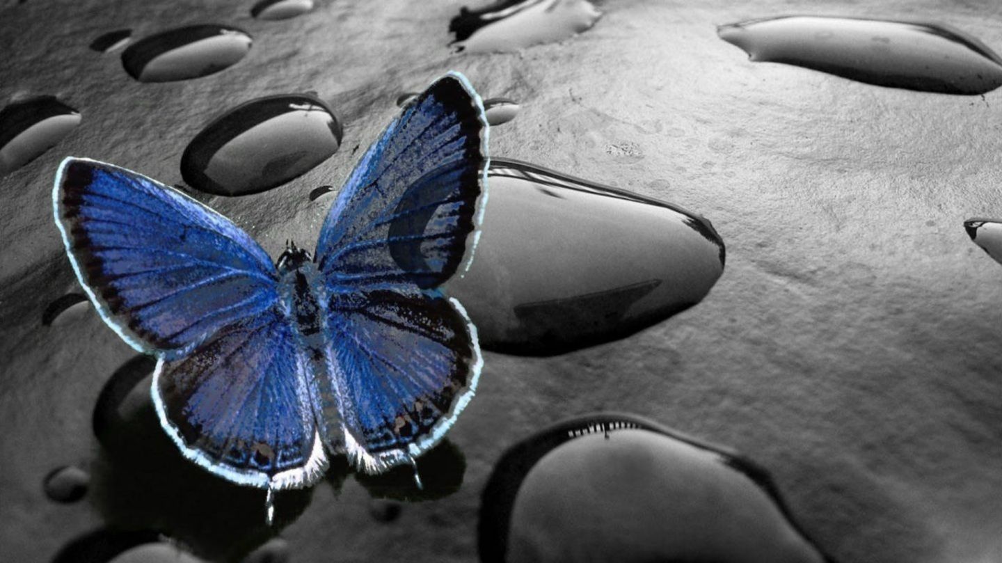 Moving Animated Wallpaper Free Download. Animated wallpaper for mobile, Blue butterfly wallpaper, Butterfly wallpaper