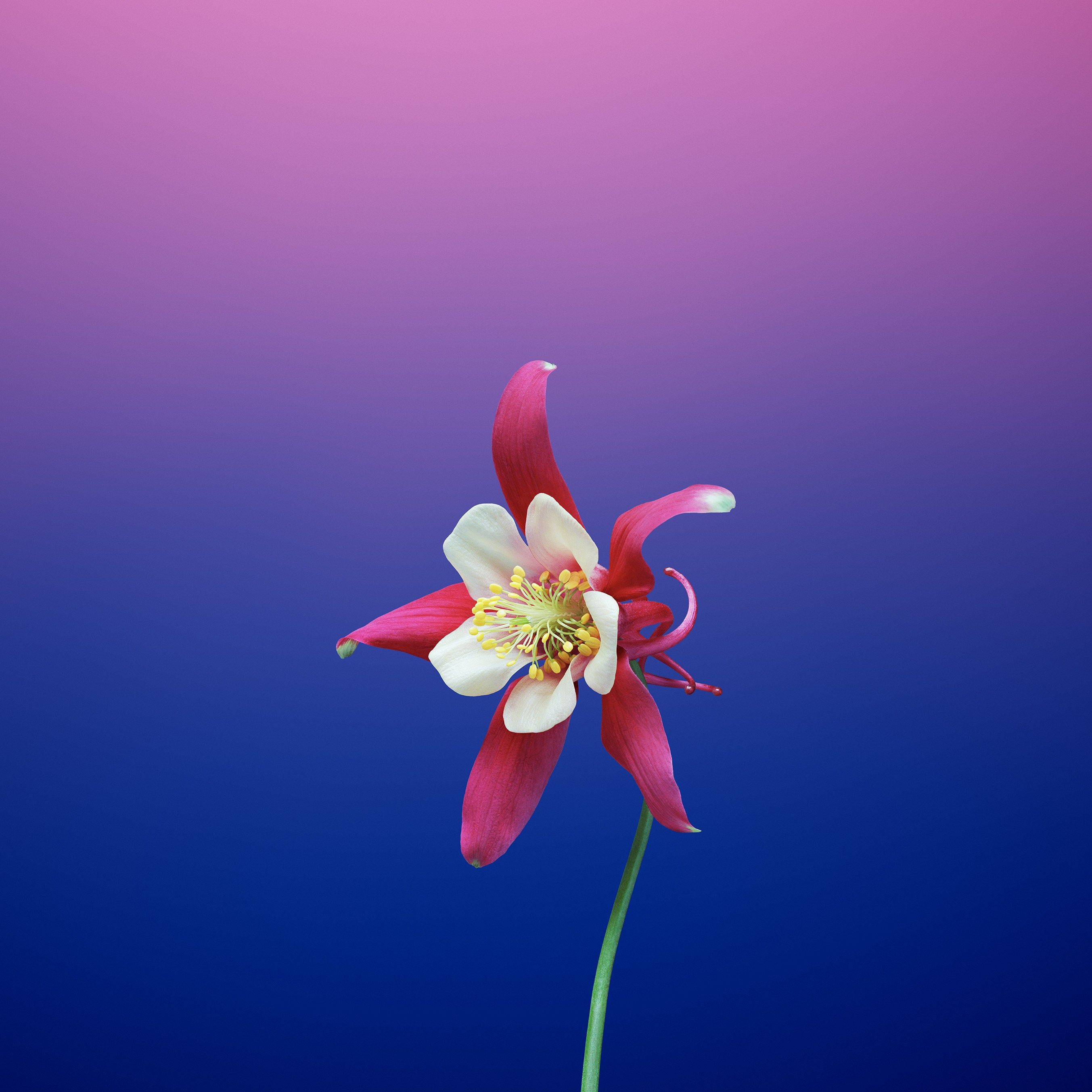 These 20 Gorgeous iOS 11 Wallpaper will Pretty up your Phone. Flower iphone wallpaper, Ios 11 wallpaper, Apple flowers