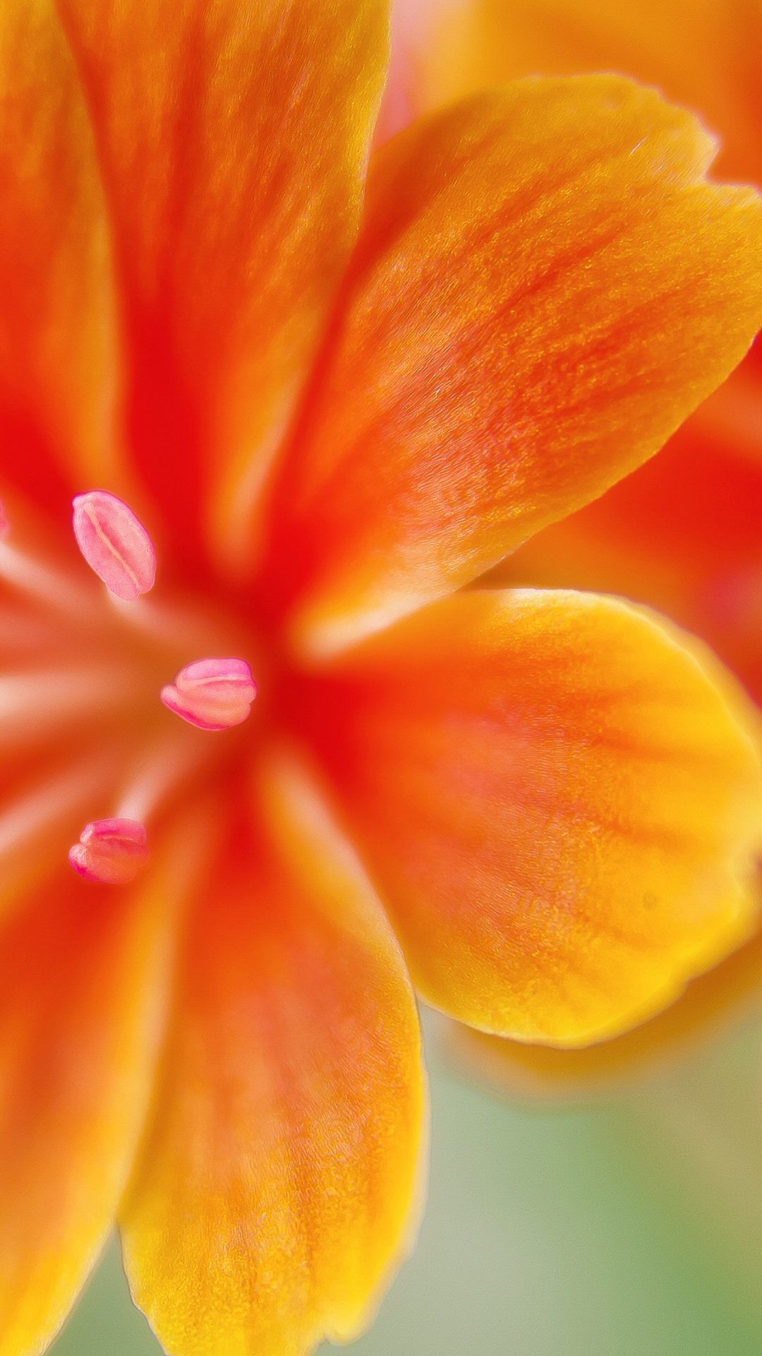 Orange Flower iPhone Wallpaper