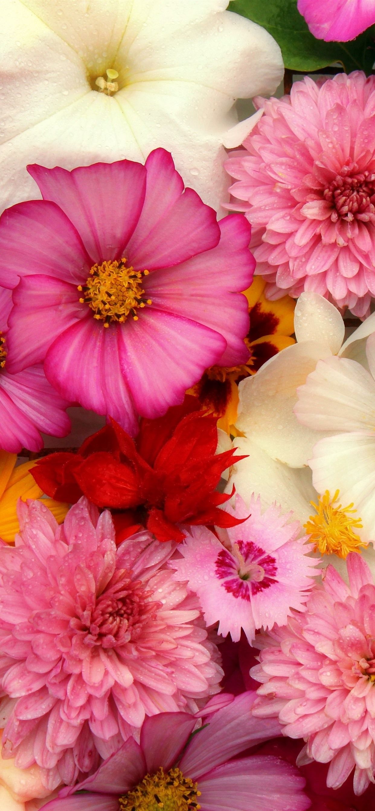 Wallpaper Flowers background, many kinds, pink 5120x2880 UHD 5K Picture, Image