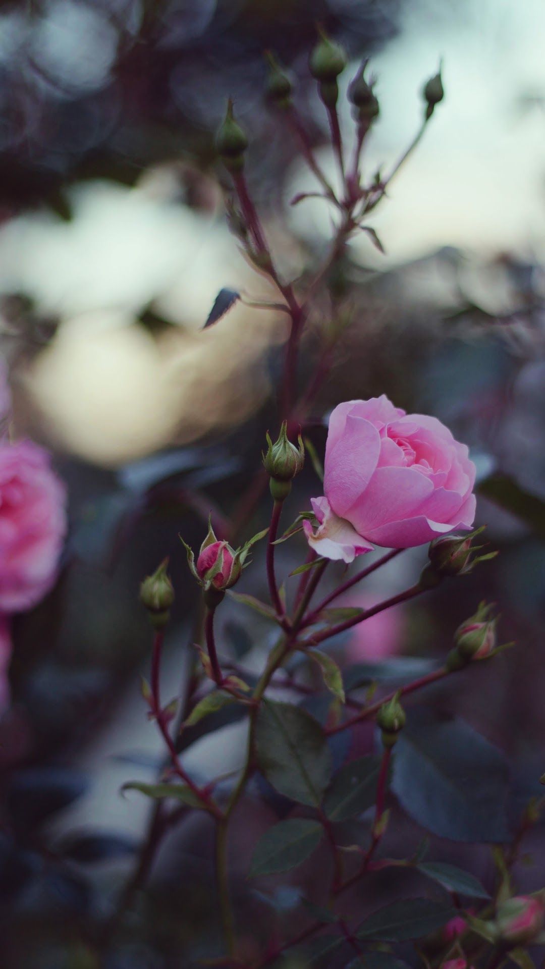 Pink Flower 8K Wallpaper