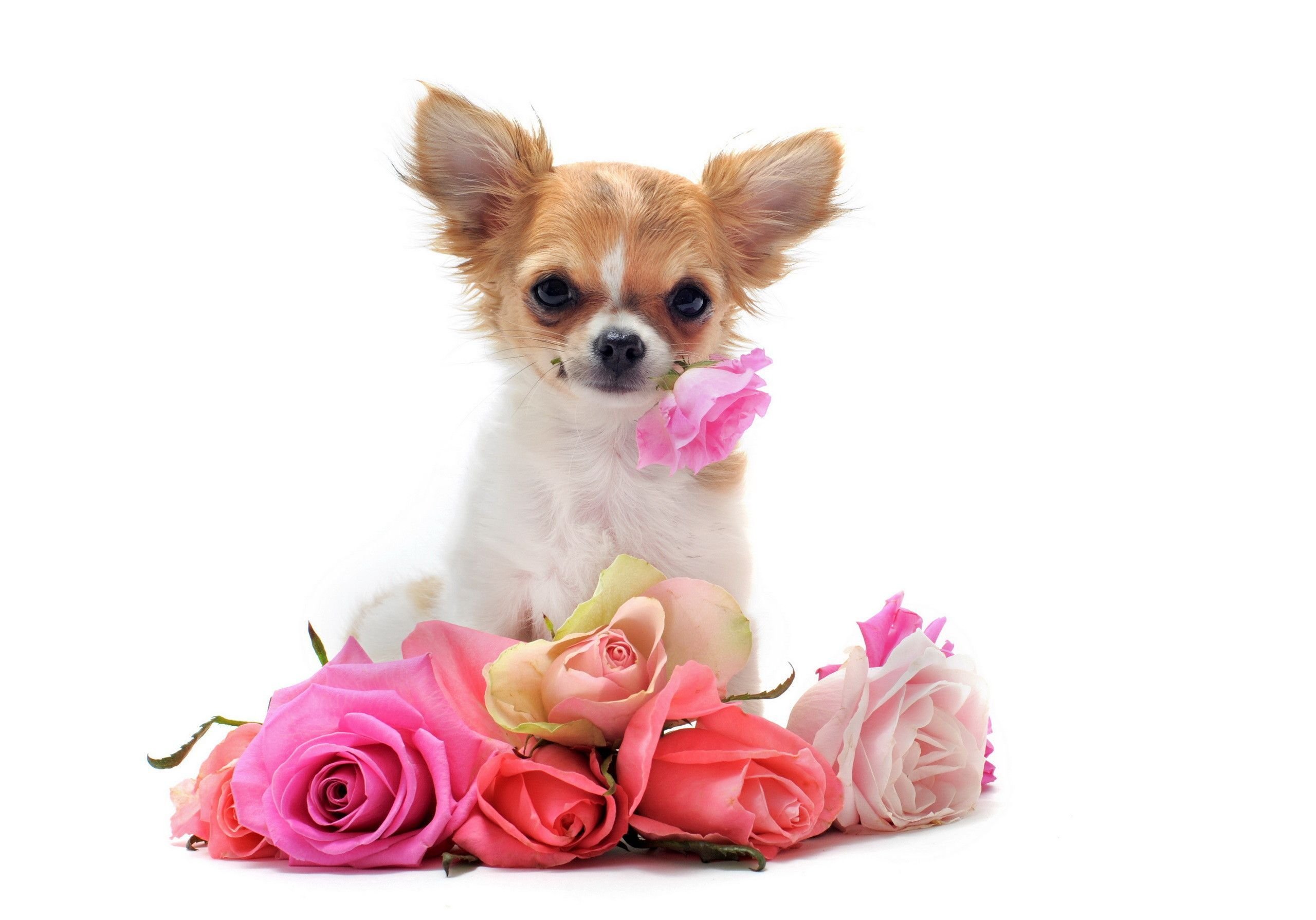 Chihuahua Dogs Wallpaper Free Chihuahua Dogs Background