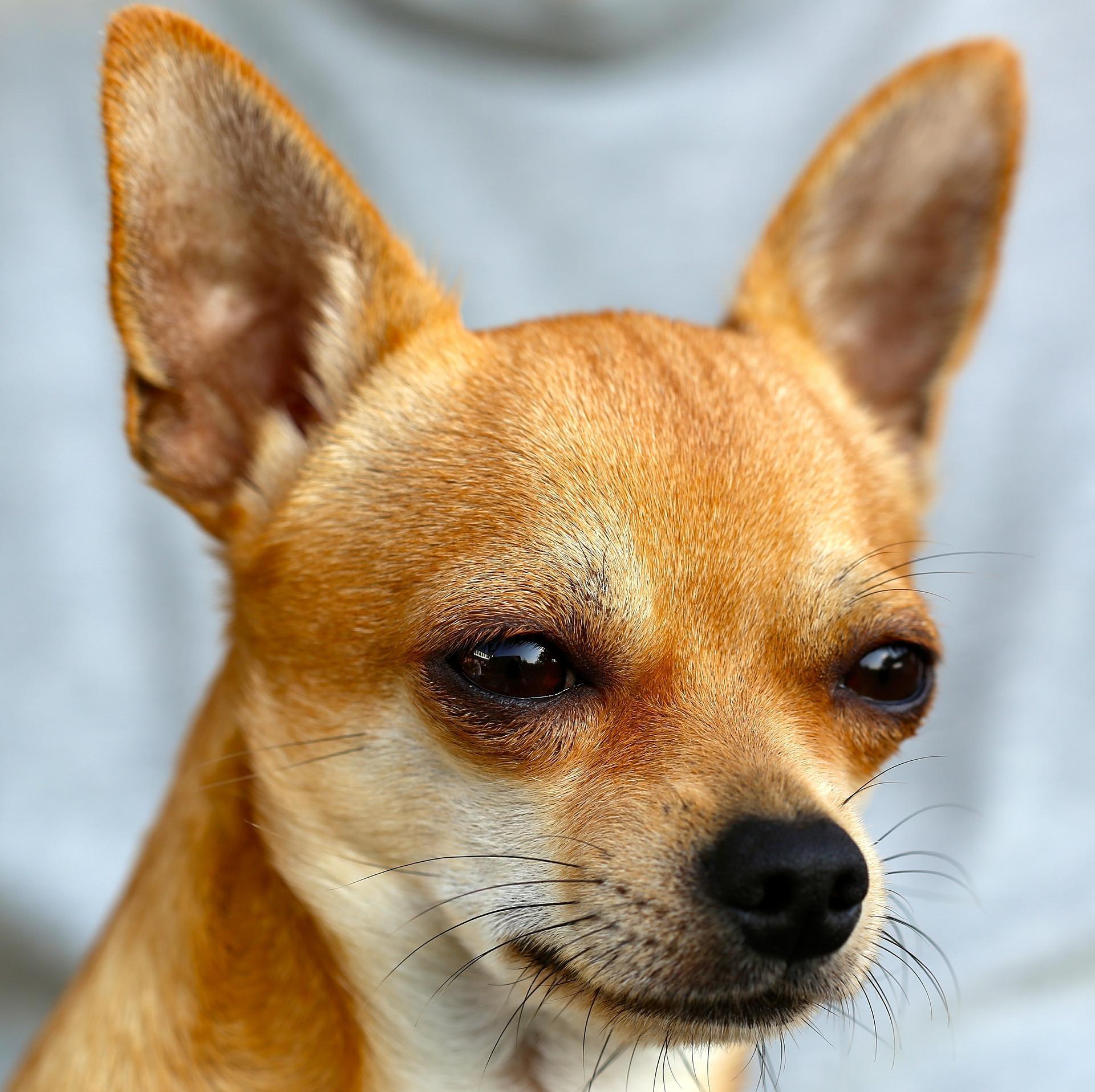 Chihuahua Dog Wallpaper HD for Android