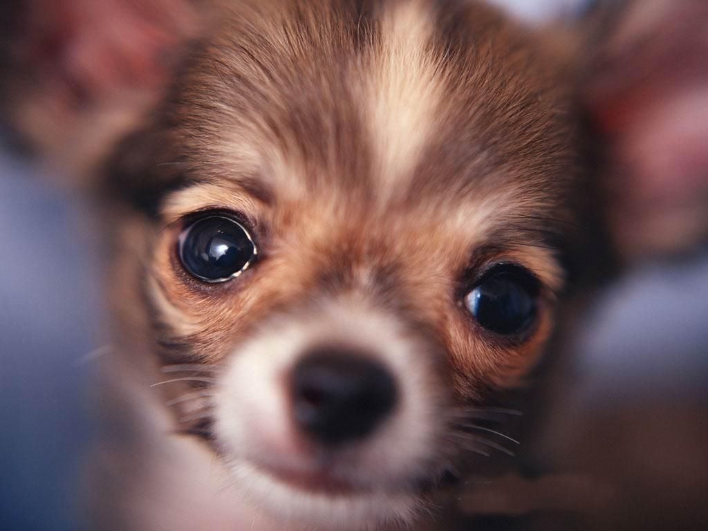 Chihuahuas Wallpaper: Beautiful Big Brown Eyes !!. Chihuahua puppies, Cute chihuahua, Chihuahua dogs