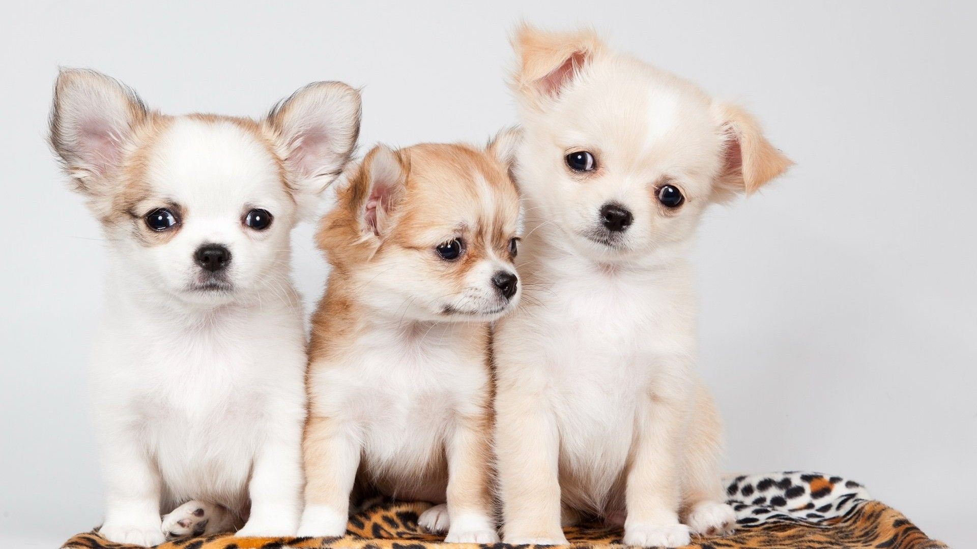 Wallpaper Cute Puppies Picture. Best HD Wallpaper. Cute puppy wallpaper, Puppies, Chihuahua