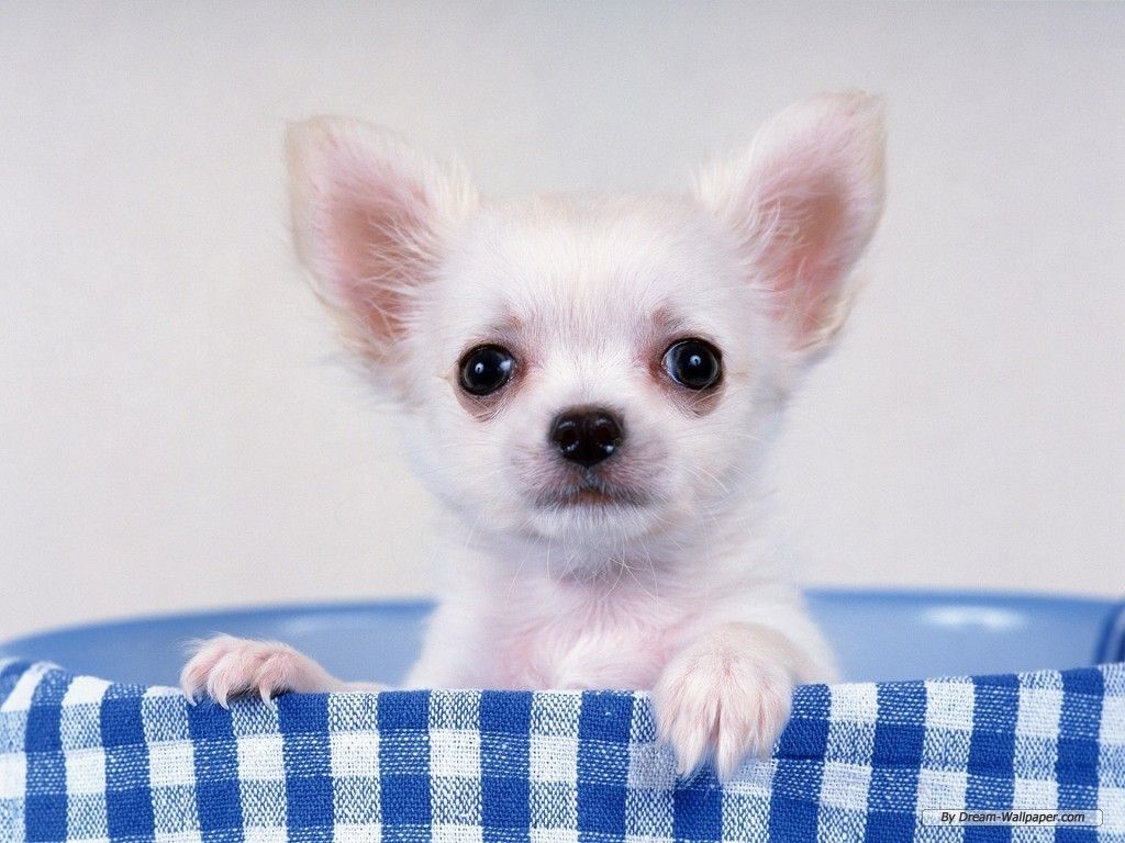 Chihuahua Dog Wallpapers - Wallpaper Cave