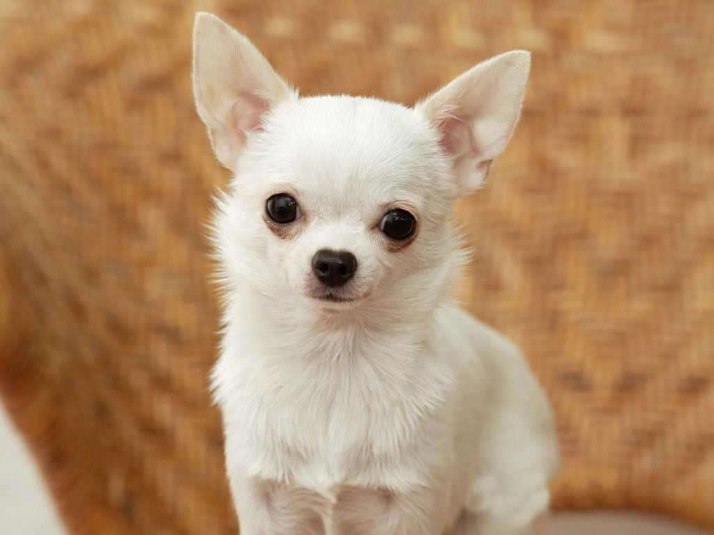Best Chihuahua iPhone HD Wallpapers  iLikeWallpaper