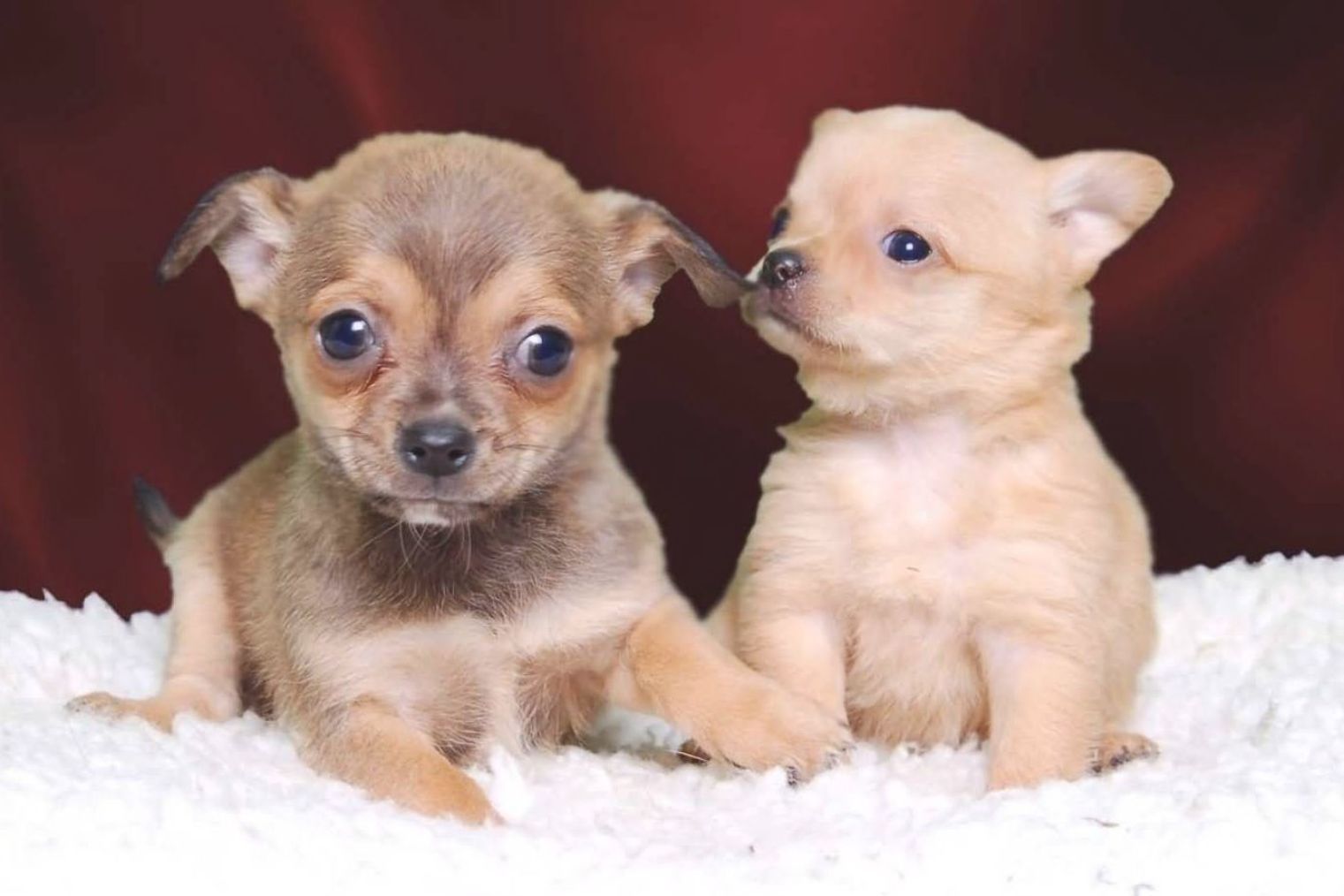 Teacup Chihuahua Wallpaper #wallpaper. Chihuahua puppies, Cute chihuahua, Cute baby animals