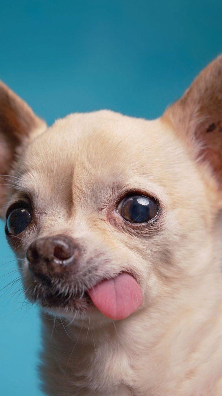 Adorable iPhone Animal Wallpaper HD. Cute dog wallpaper, Cute animal photo, Cute animals