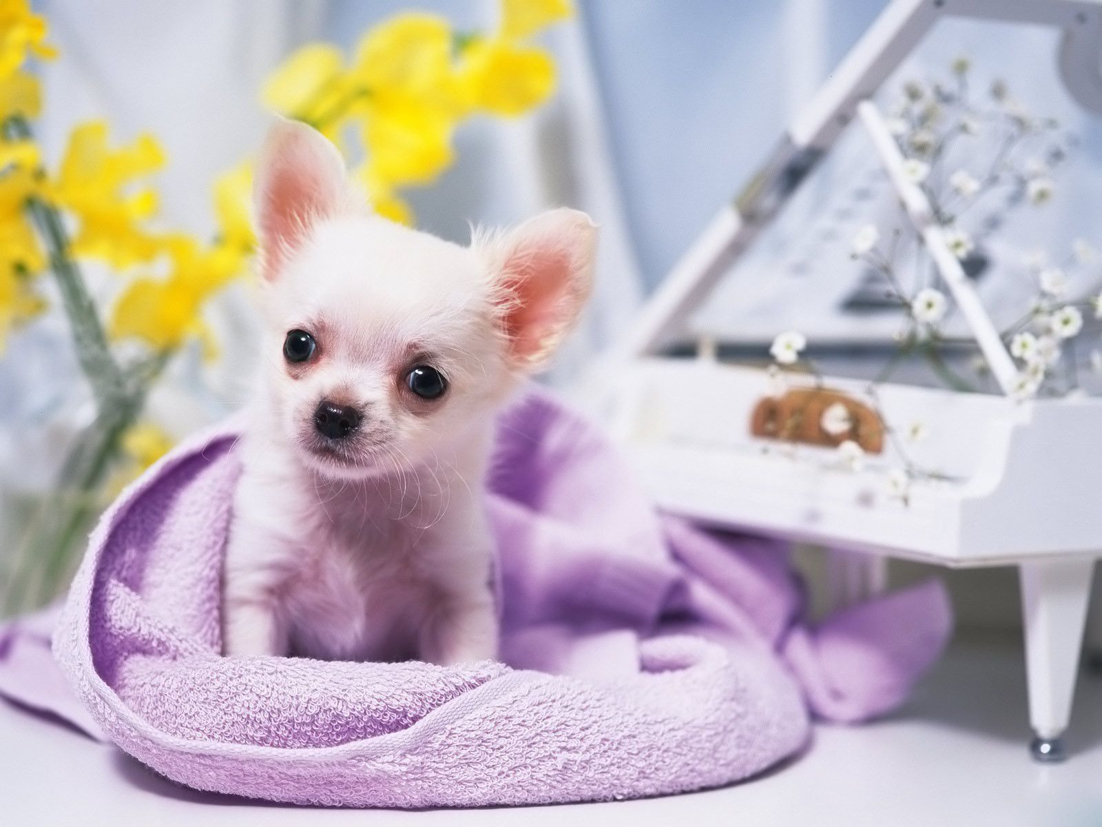 Chihuahua Small Dogs Wallpaper fanclubs. Chihuahua puppies, Cute chihuahua, Cute dog photo