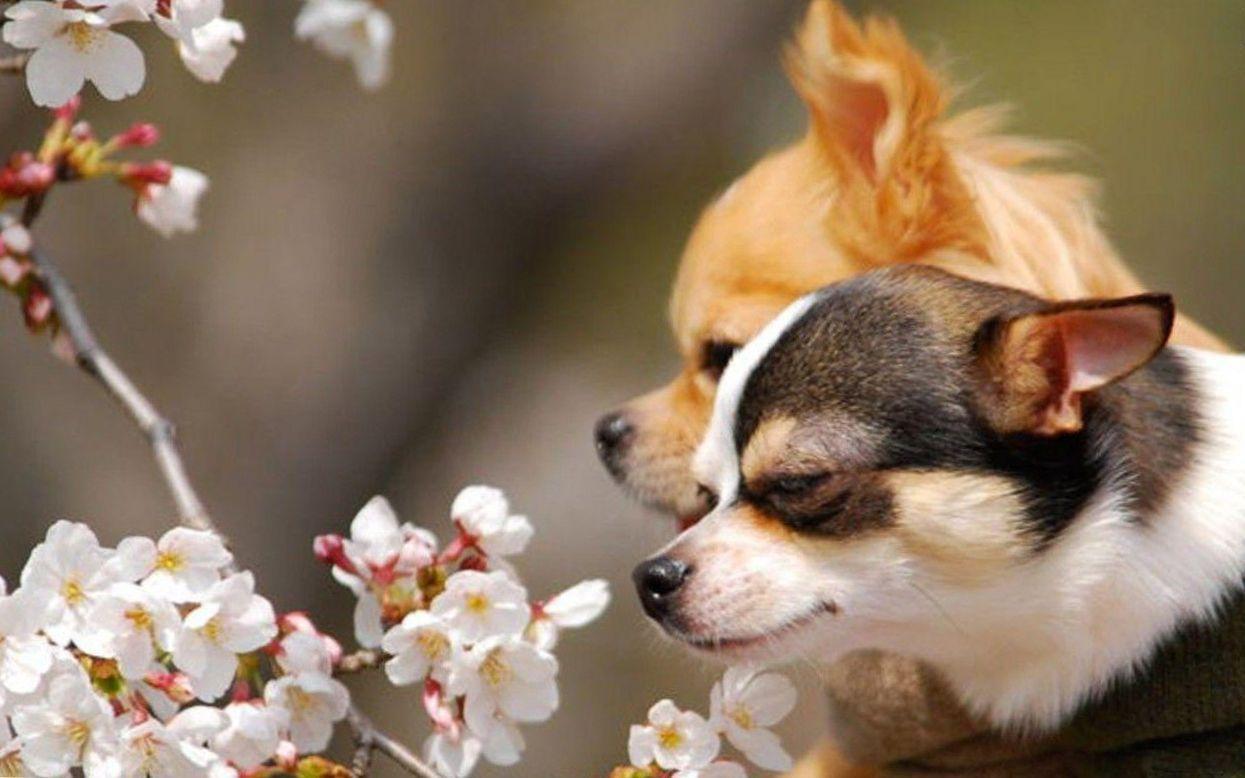 Chihuahuas Dog Wallpaper and Background for Android