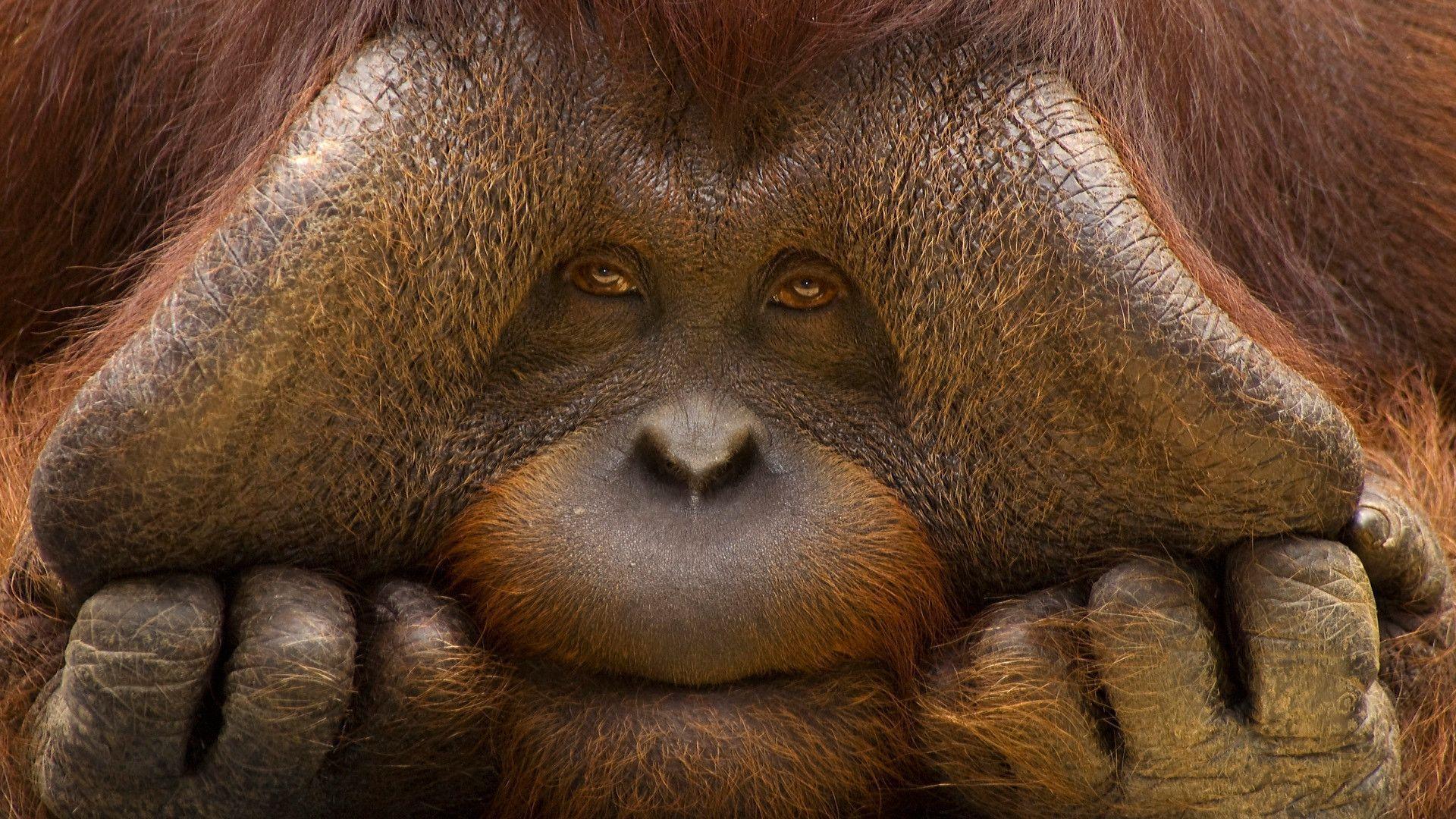 Free download Orangutan Wallpaper [1920x1080] for your Desktop, Mobile & Tablet. Explore Orangutan Wallpaper. Baby Orangutan Wallpaper