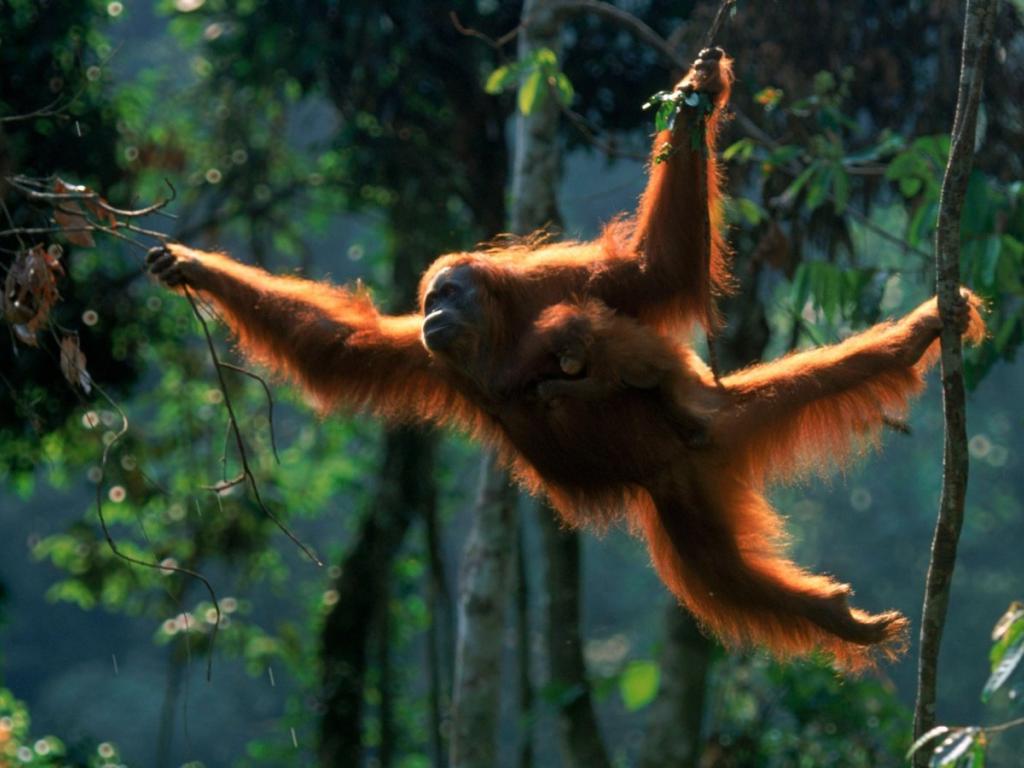 Orangutan Wallpaper 5 1600 X 900 Stmednet Swinging From Vines HD Wallpaper