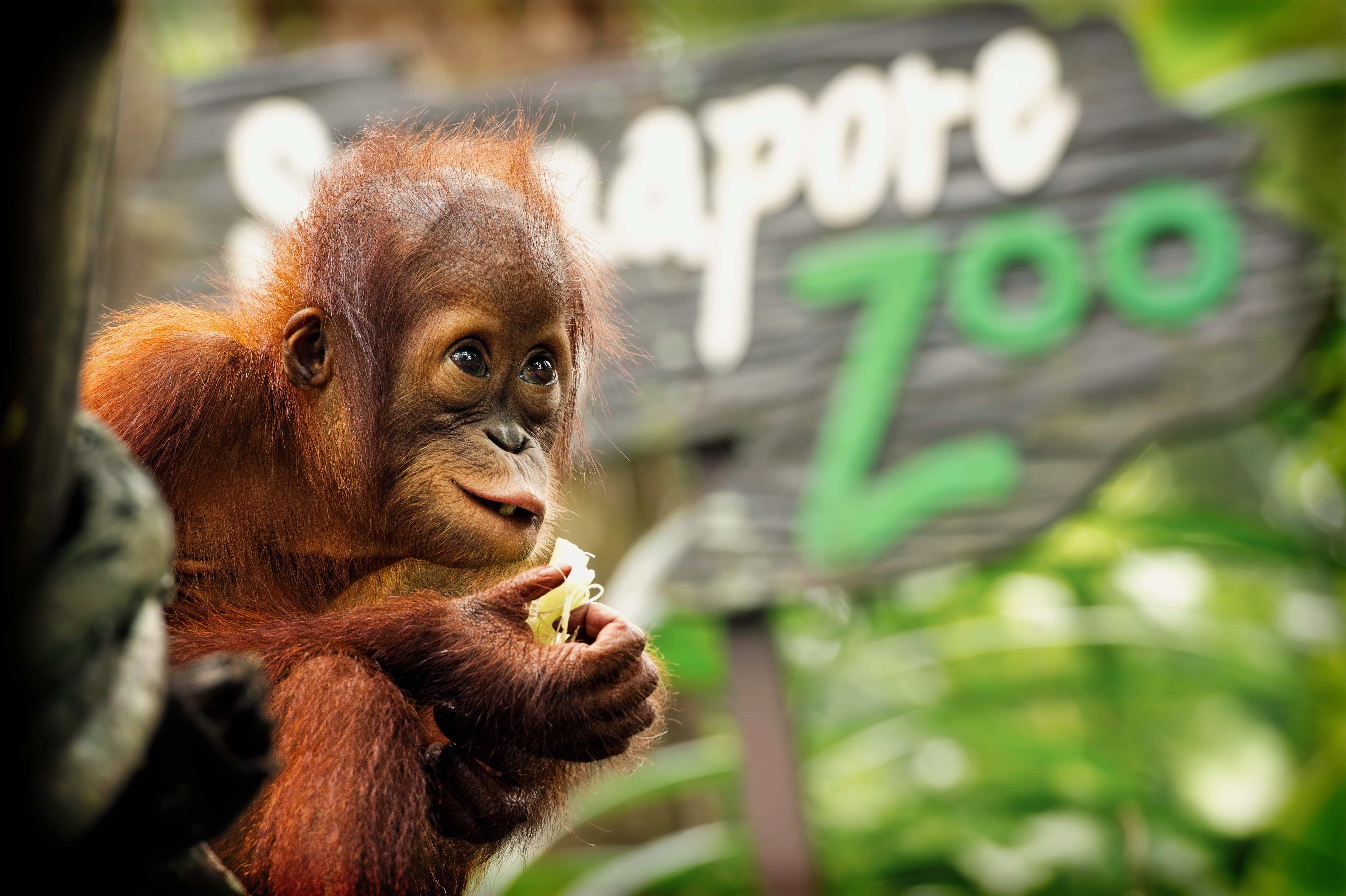 orangutan 4k ultra HD wallpaper High quality walls