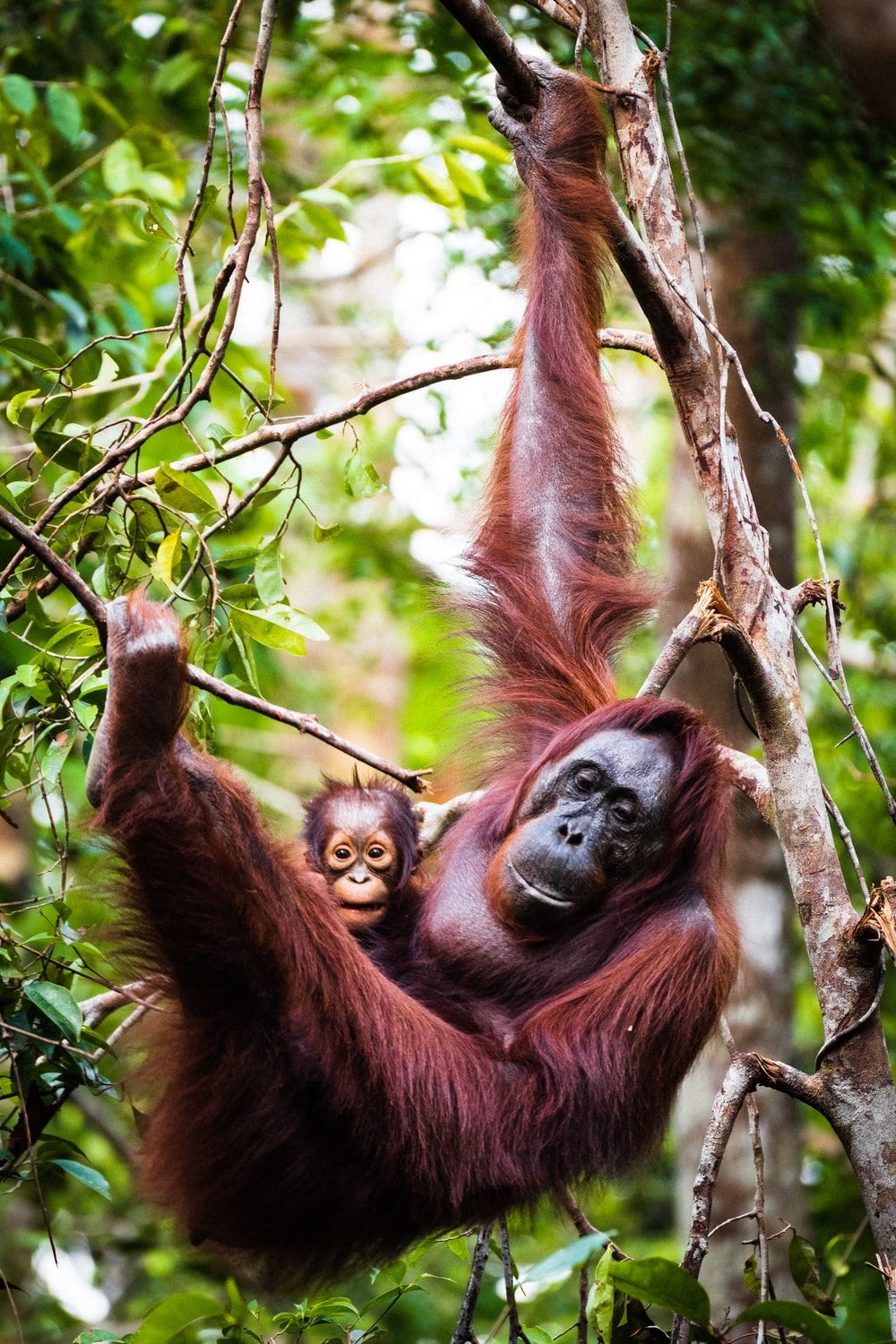 Orangutan Picture. Download Free Image