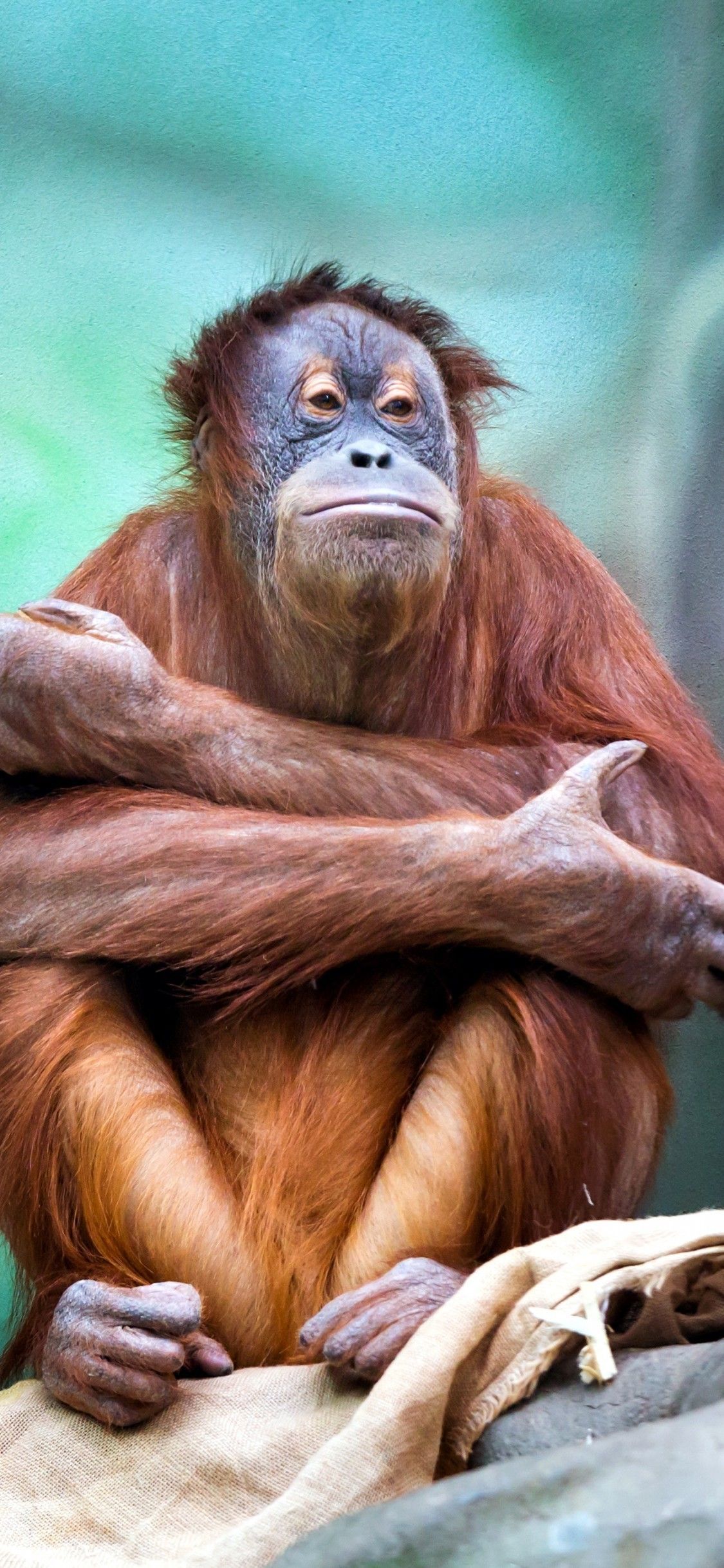 Orangutan iPhone Wallpaper