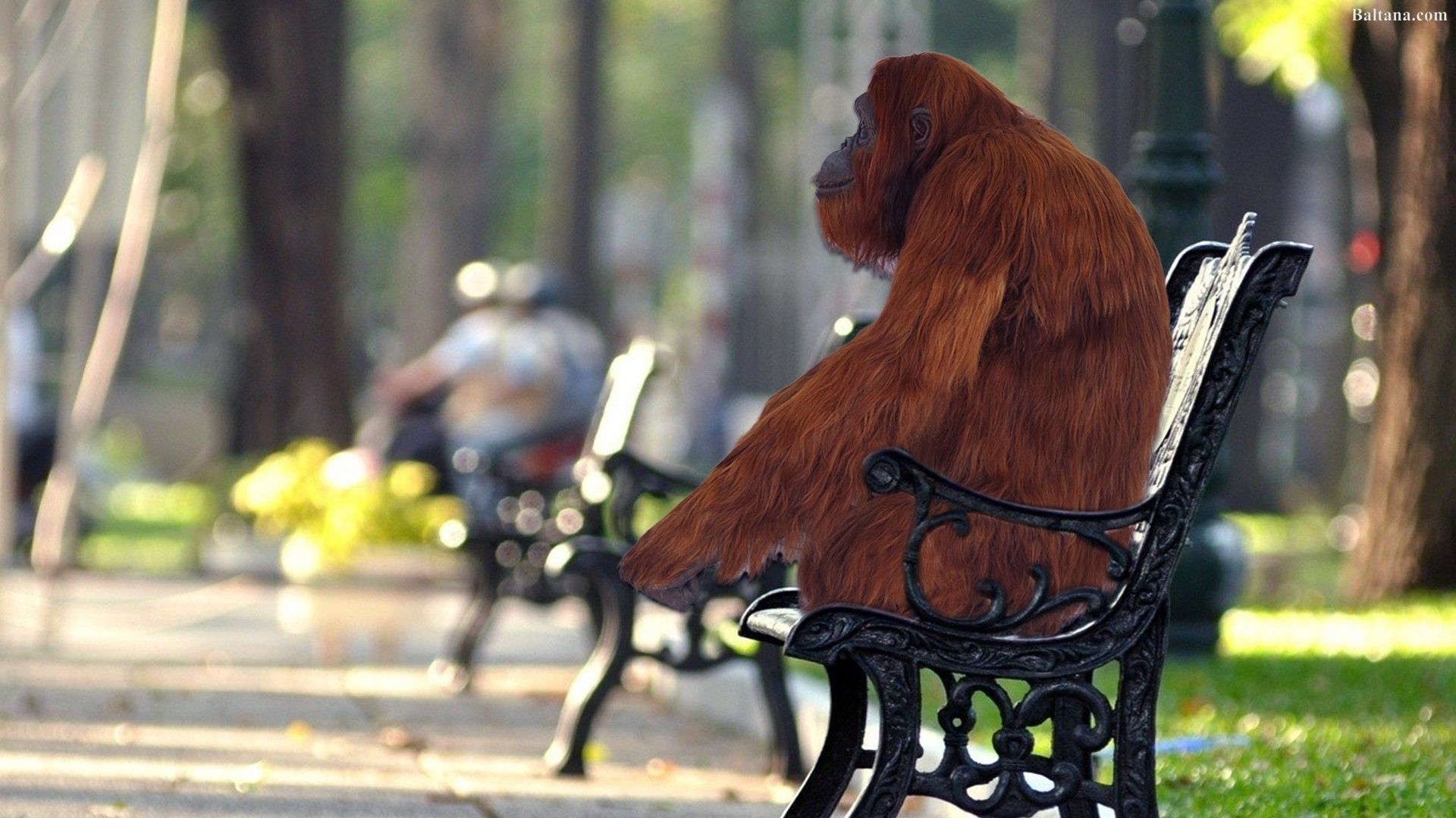 Orangutan Background Wallpaper 31610