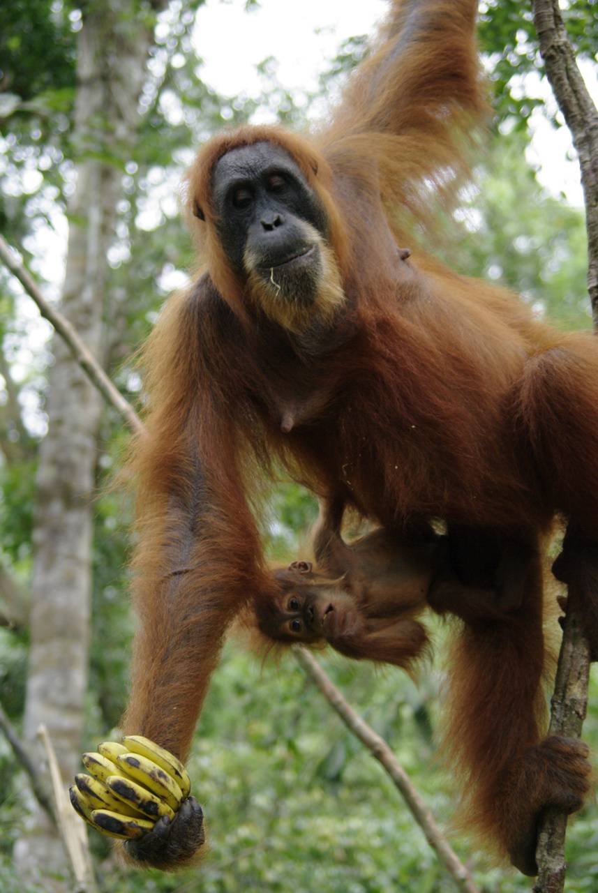 Orangutan wallpaper