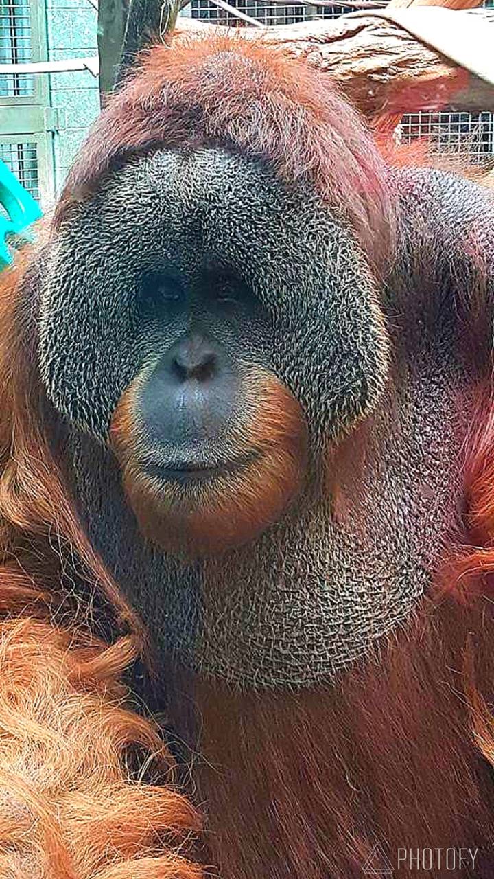 Download orangutan Wallpaper HD