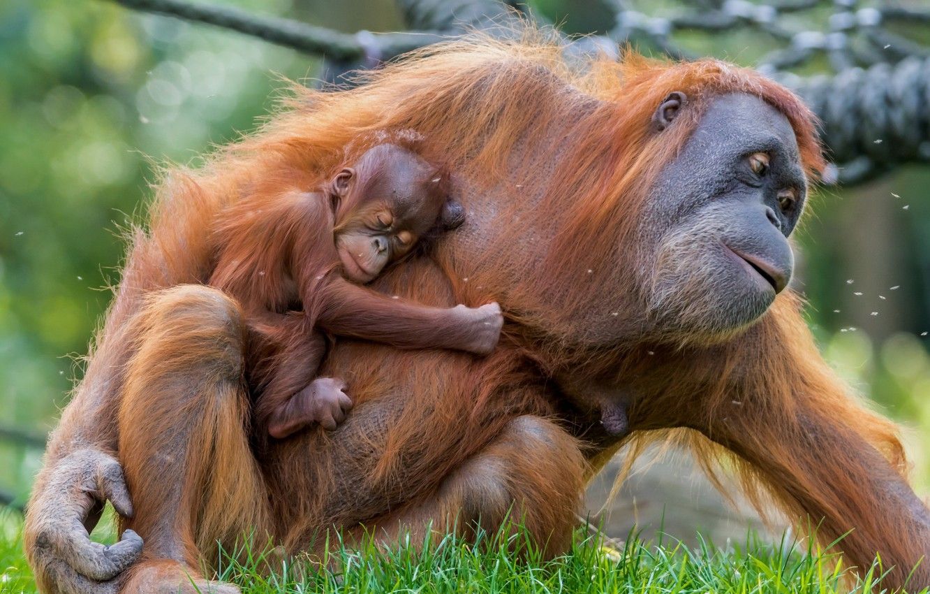 Wallpaper baby, mother, Orangutan image for desktop, section животные