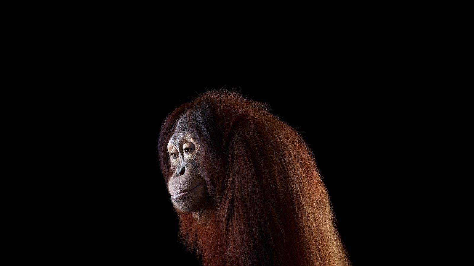 Orangutan HD wallpaper, Background