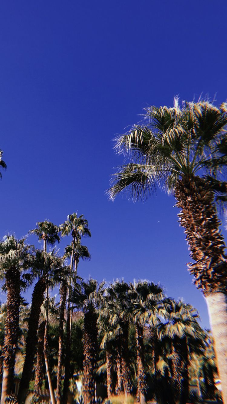 Palm Springs, CA. Palm springs, Palm, Palm trees