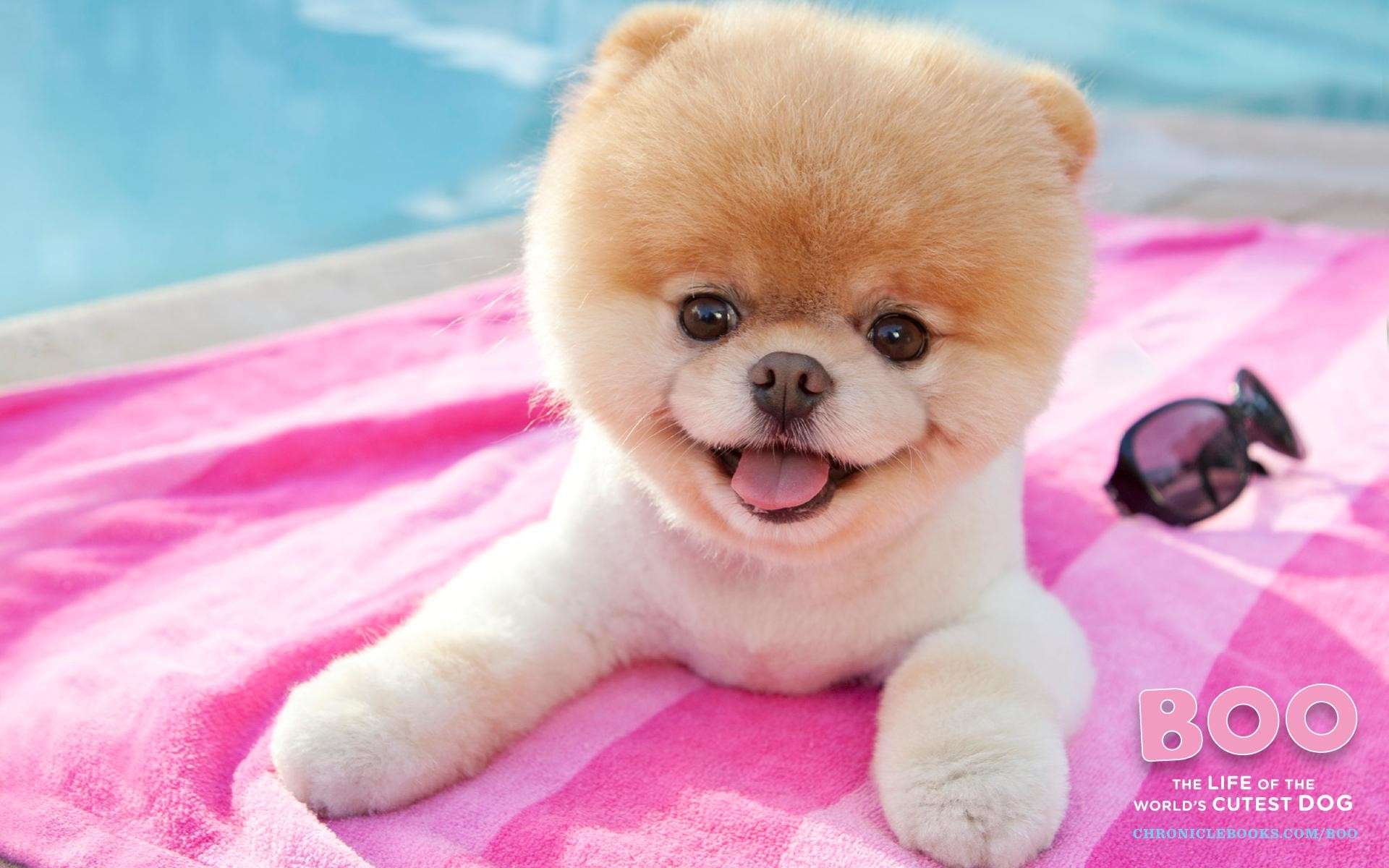 Pink Wallpaper Cute Puppies