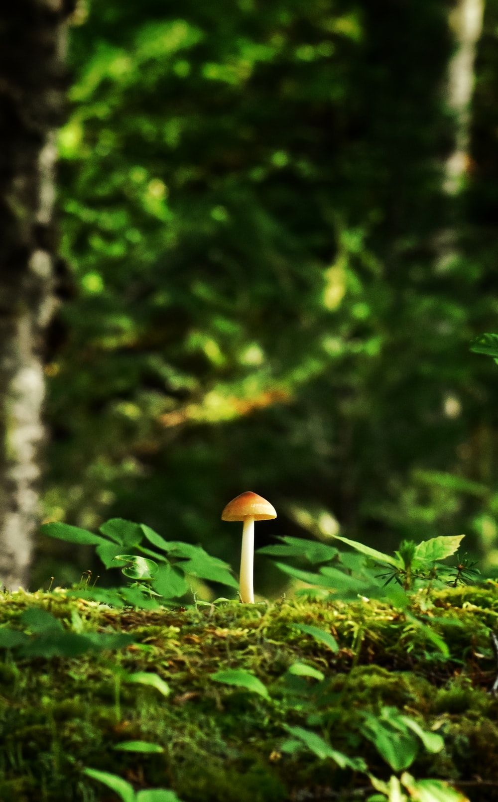 Mushroom Picture [HD]. Download Free Image