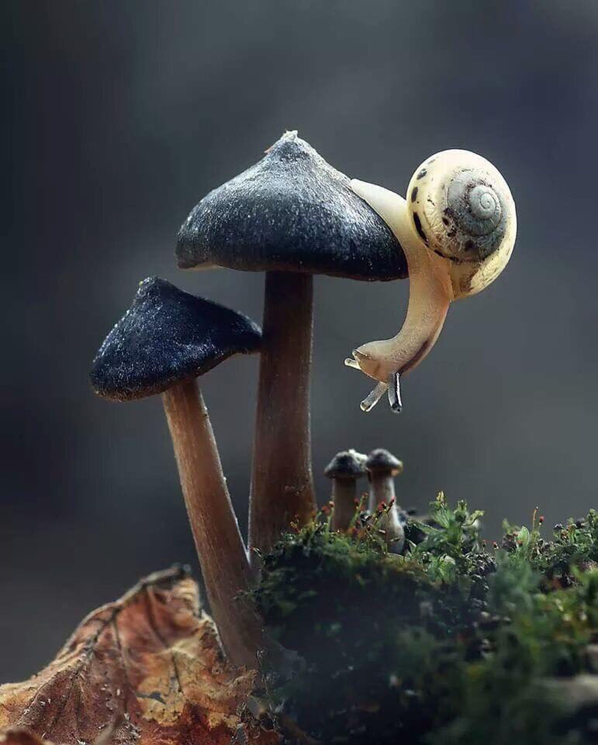 Mushroom Wallpapers Aesthetic - Mushroom Wallpaper | Istrisist