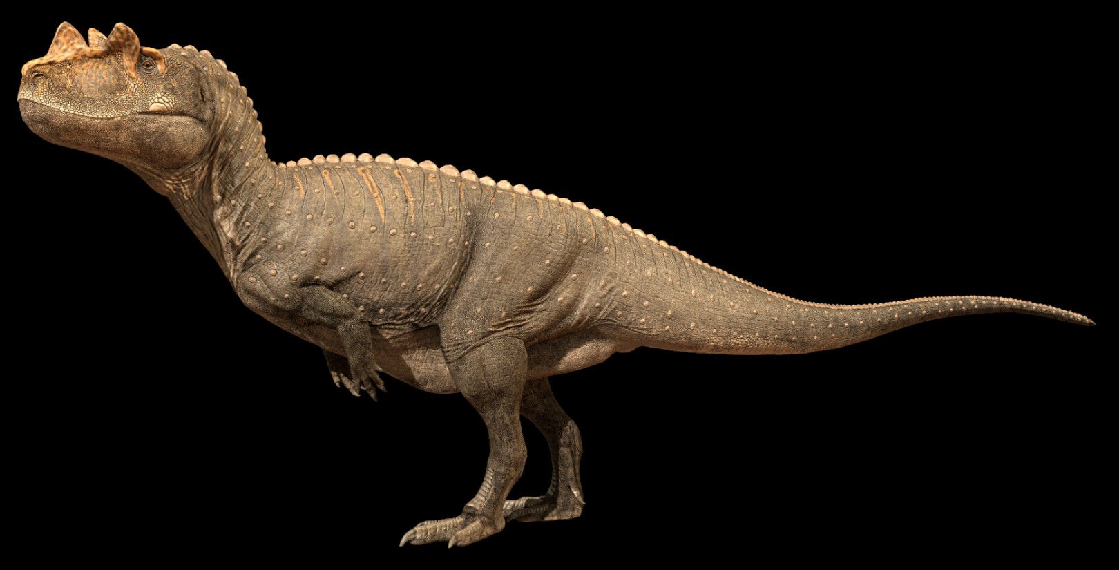 Ceratosaurus, Jonathan Harris