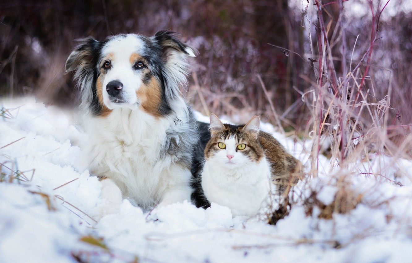 Snow Dog And Cat Wallpapers Wallpaper Cave