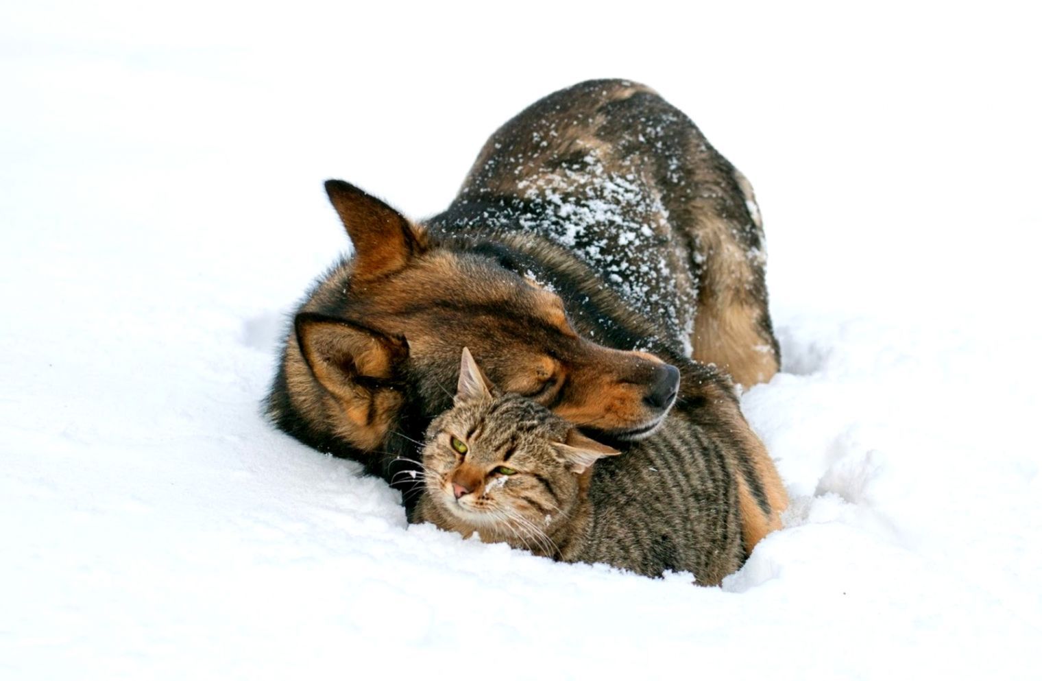 Cat Wallpaper Winter