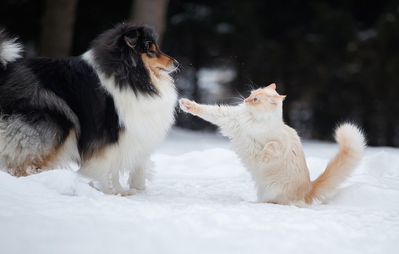 Snow Dog And Cat Wallpapers Wallpaper Cave