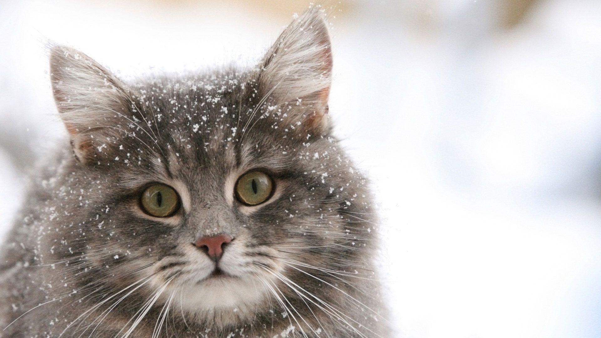 Free download cat in the snow wallpaper and image wallpaper picture photo [1920x1080] for your Desktop, Mobile & Tablet. Explore Snow Dogs Movie Wallpaper. Christmas Husky Wallpaper, Snow Puppies