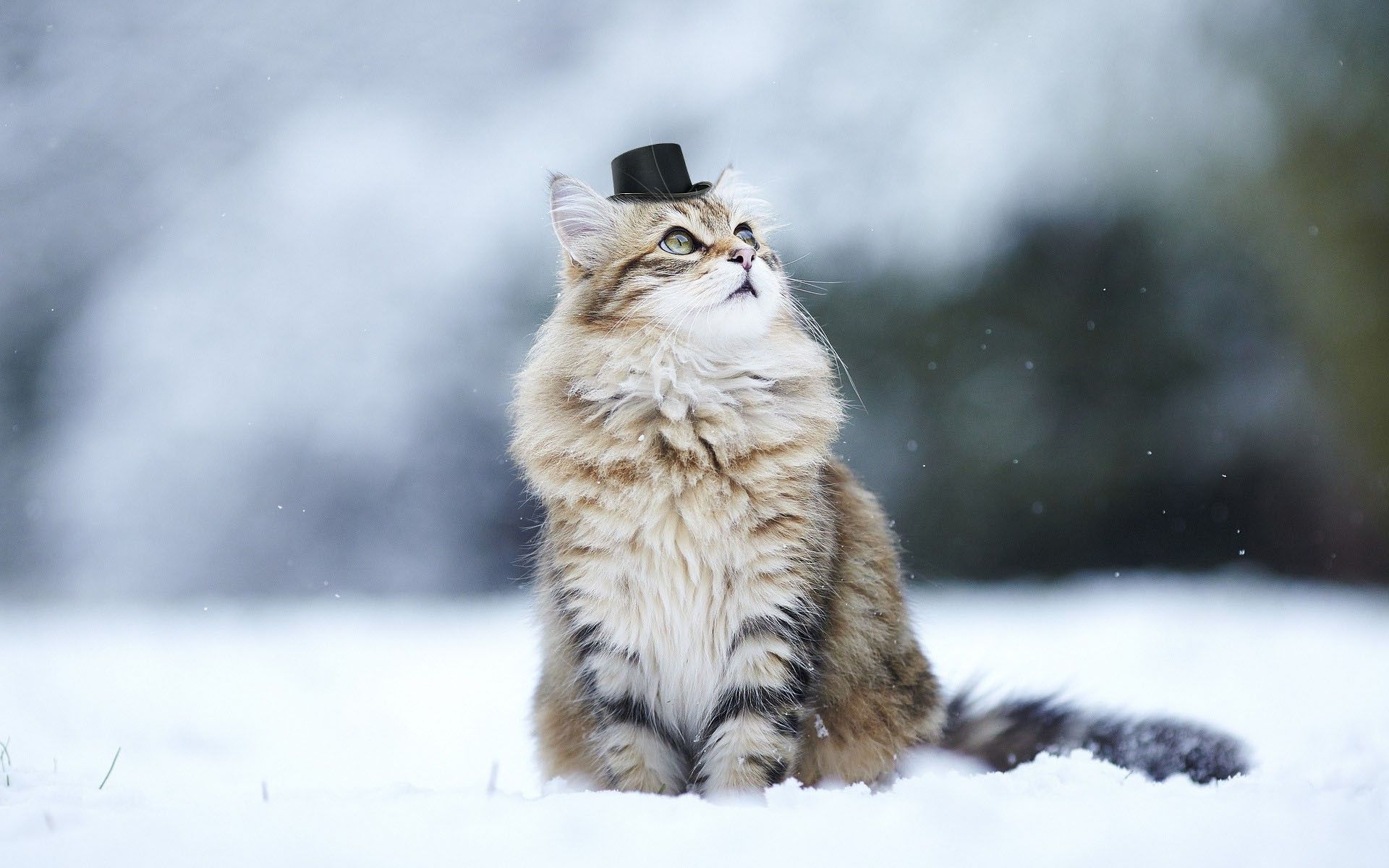 Wallpaper, animals, depth of field, nature, hat, snow, winter, whiskers, weather, 1920x1200 px, vertebrate, cat like mammal, small to medium sized cats, dog breed group, carnivoran 1920x1200