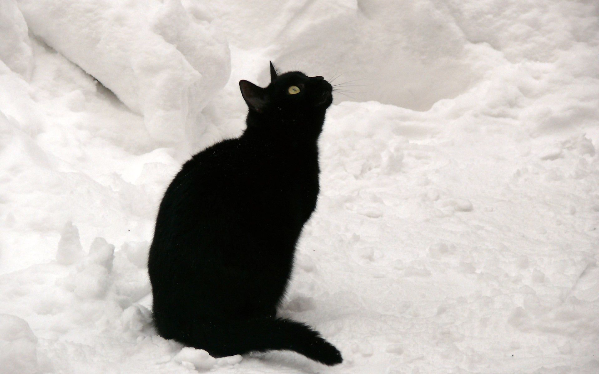 Black cat on the snow looking up wallpaper and image, picture, photo