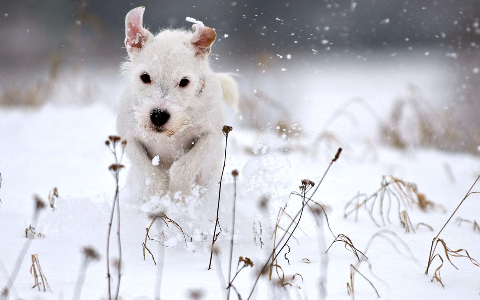 White Snow Dog Playing Wallpaper HD / Desktop and Mobile Background