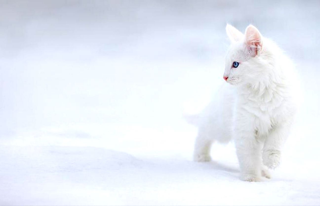 Wallpaper White Picture Of Cats