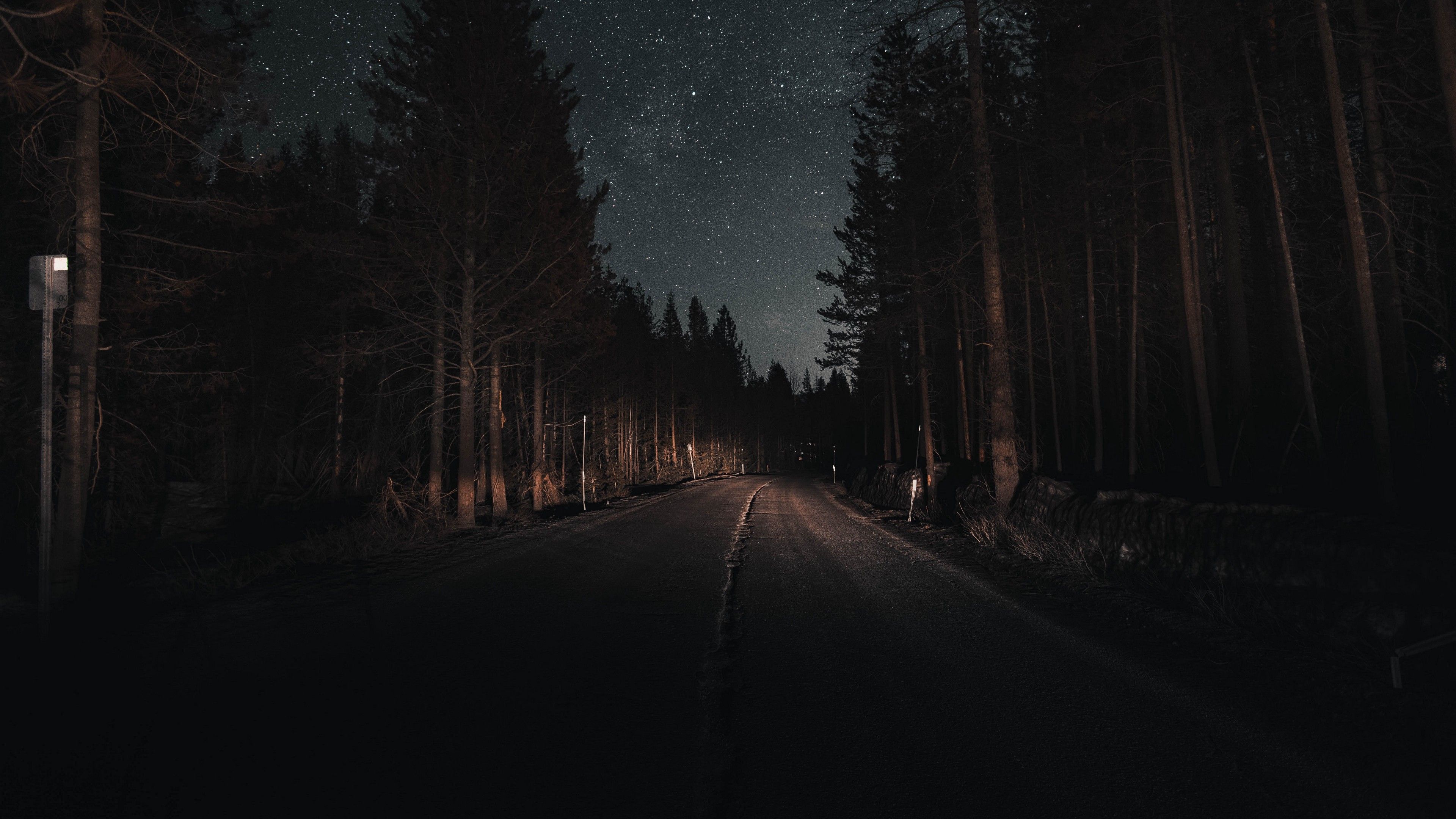 Forest at Night Wallpaper