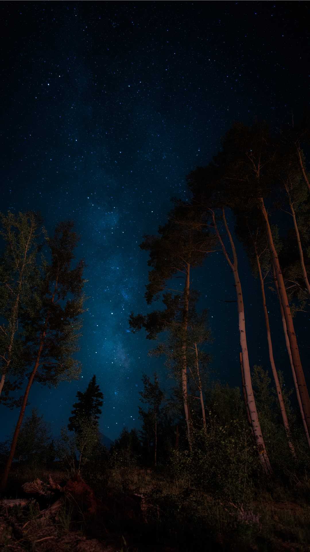 Night Forest Wallpaper