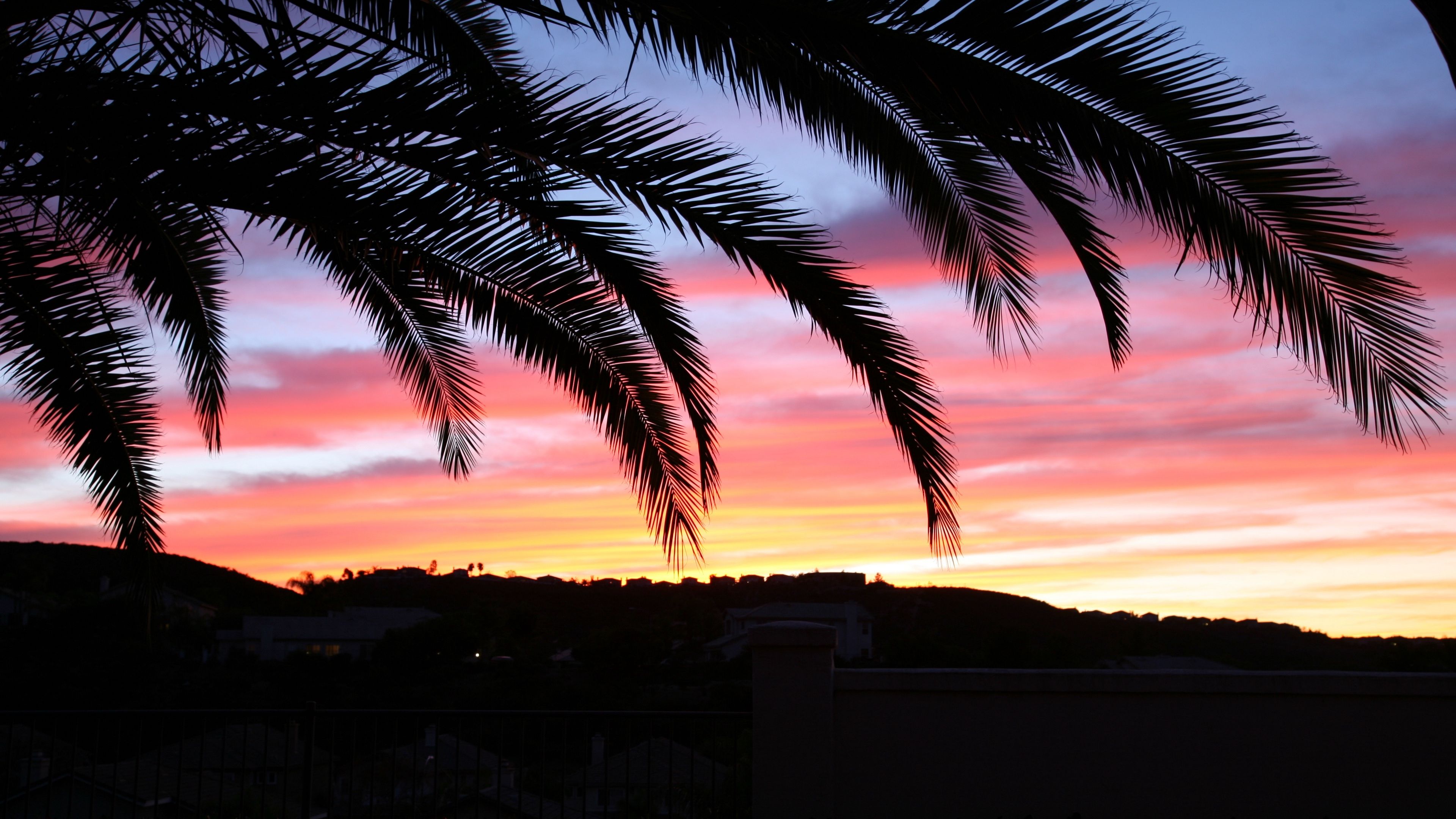 Wallpaper 4k palm tree, sky, sunset 4k palm tree, Sky, sunset