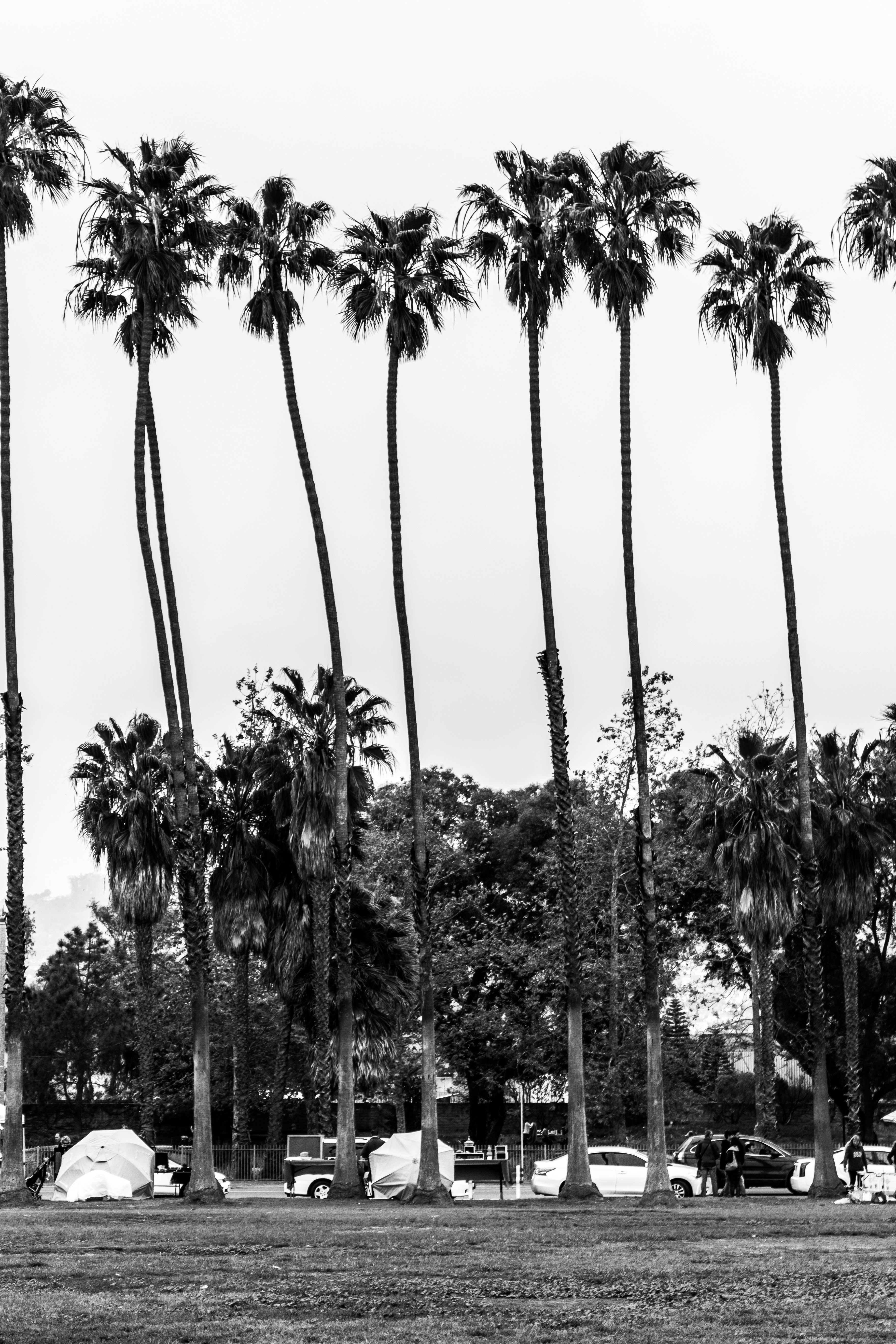 Free of 4k wallpaper, black and white, palm trees