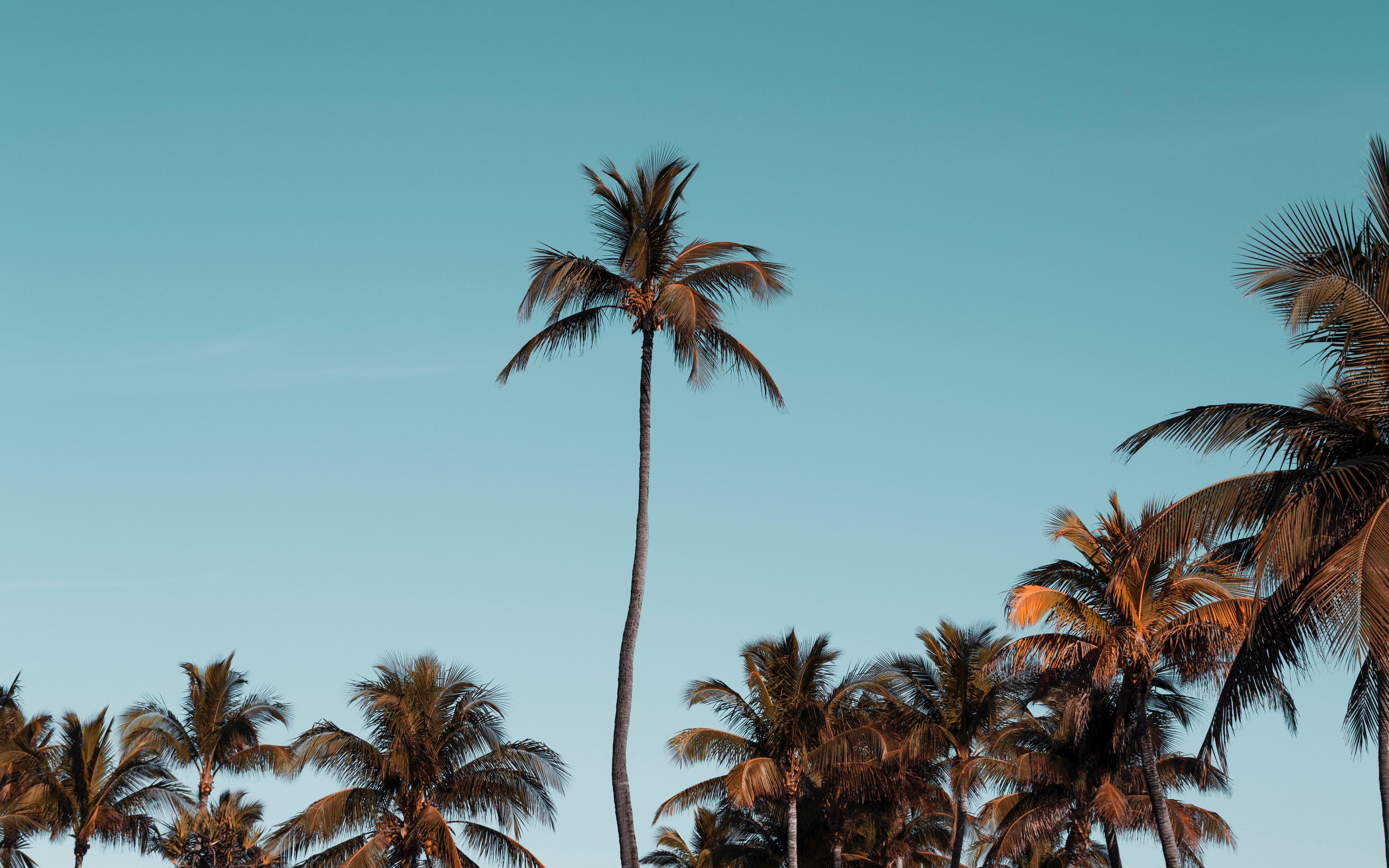 Download wallpaper 3840x2400 palm trees, trees, crowns, sky, tropical 4k ultra HD 16:10 HD background