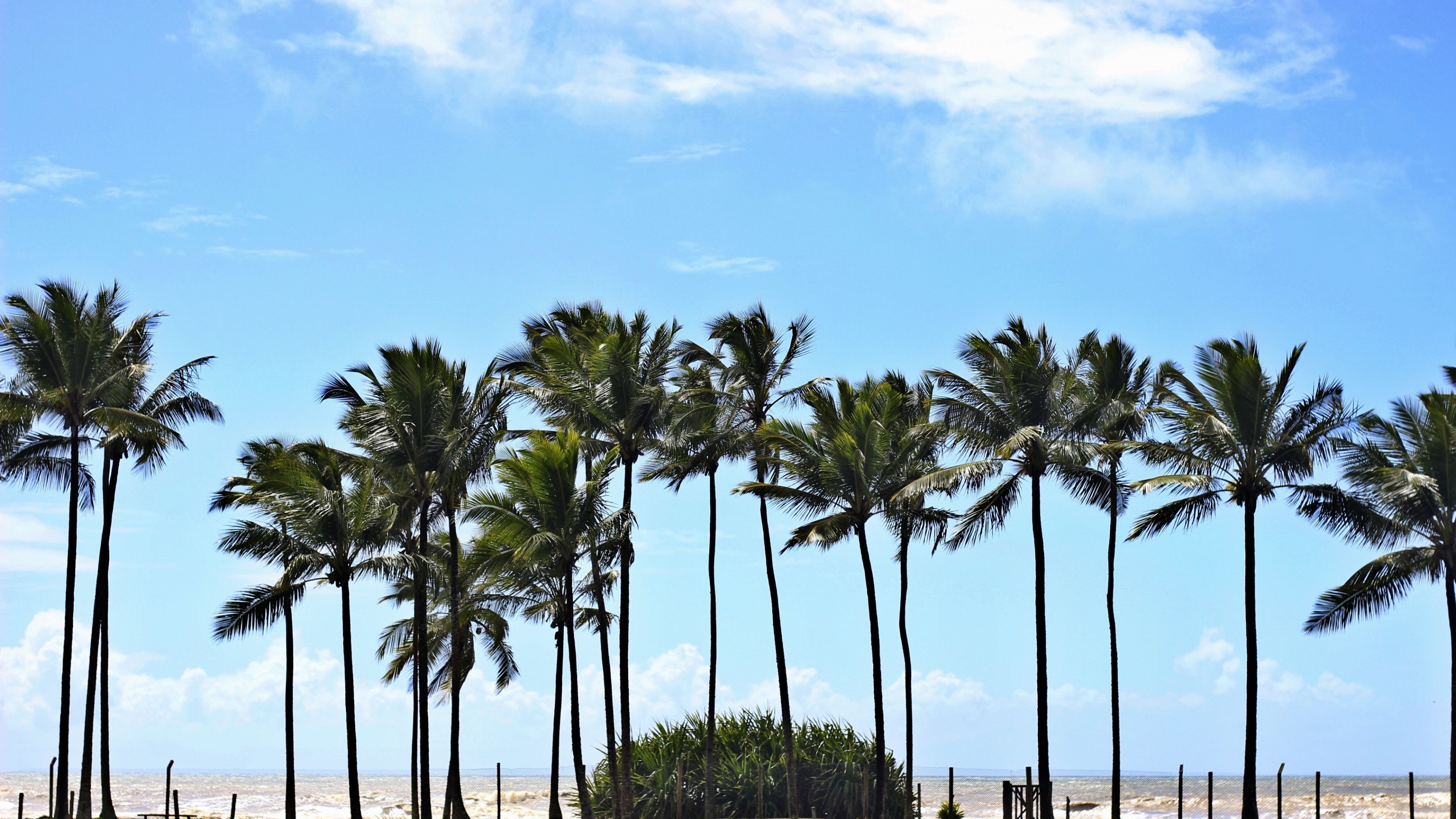 Desktop Wallpaper Palm Tree, Coast, Blue Sky, 4k, HD Image, Picture, Background, 7bdbfa