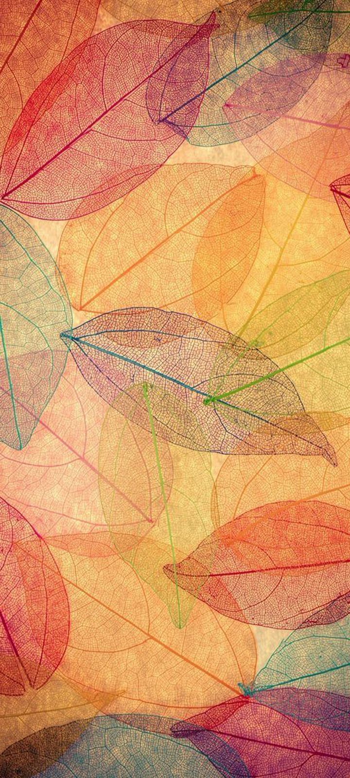 Free Wallpaper for Samsung Galaxy A12 with Transparent Autumn Leaves. Samsung galaxy wallpaper, Special wallpaper, Free wallpaper