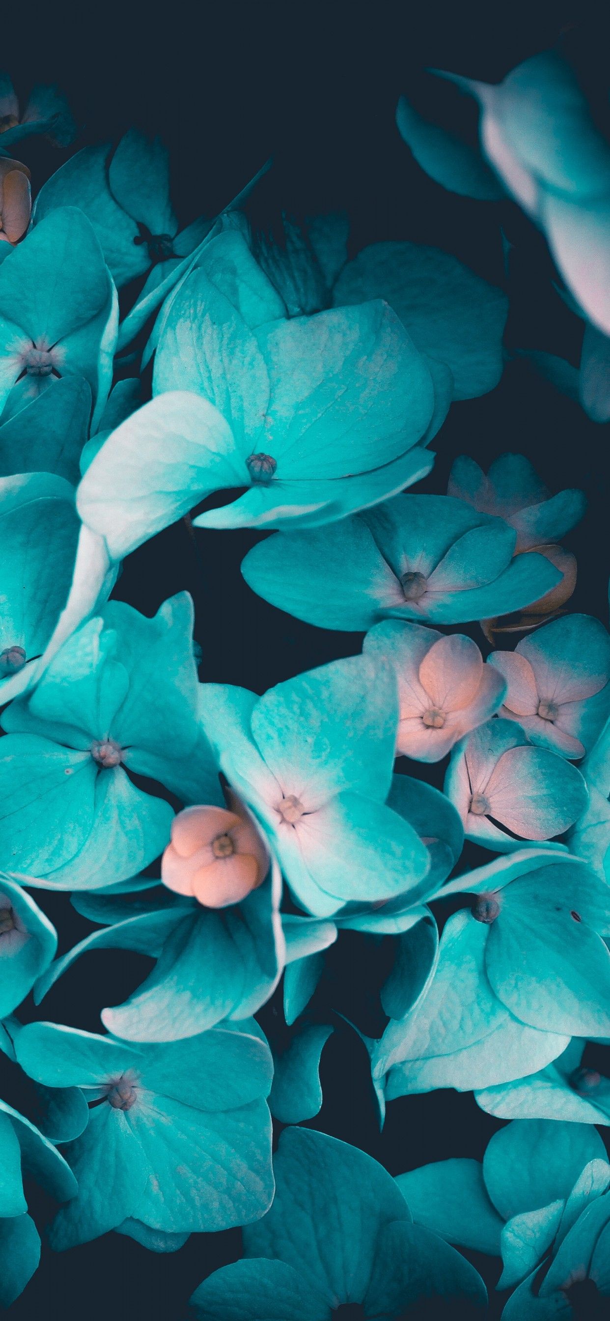 Blue flowers 4K Wallpaper, Petals, Teal, Black background, 5K, Flowers